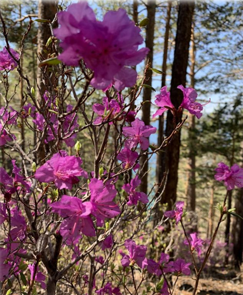 Авторская программа Магия Цветение Багульника На Байкале. Суперкомфорт. (4/72)