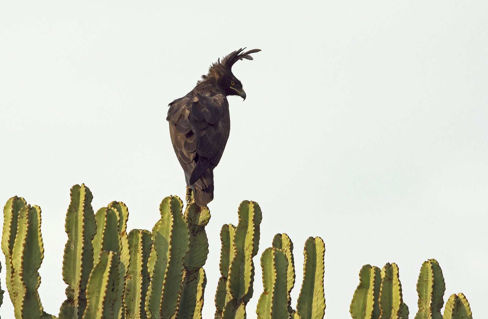 4 Day Gorilla and Wildlife Uganda Safari (6/18)