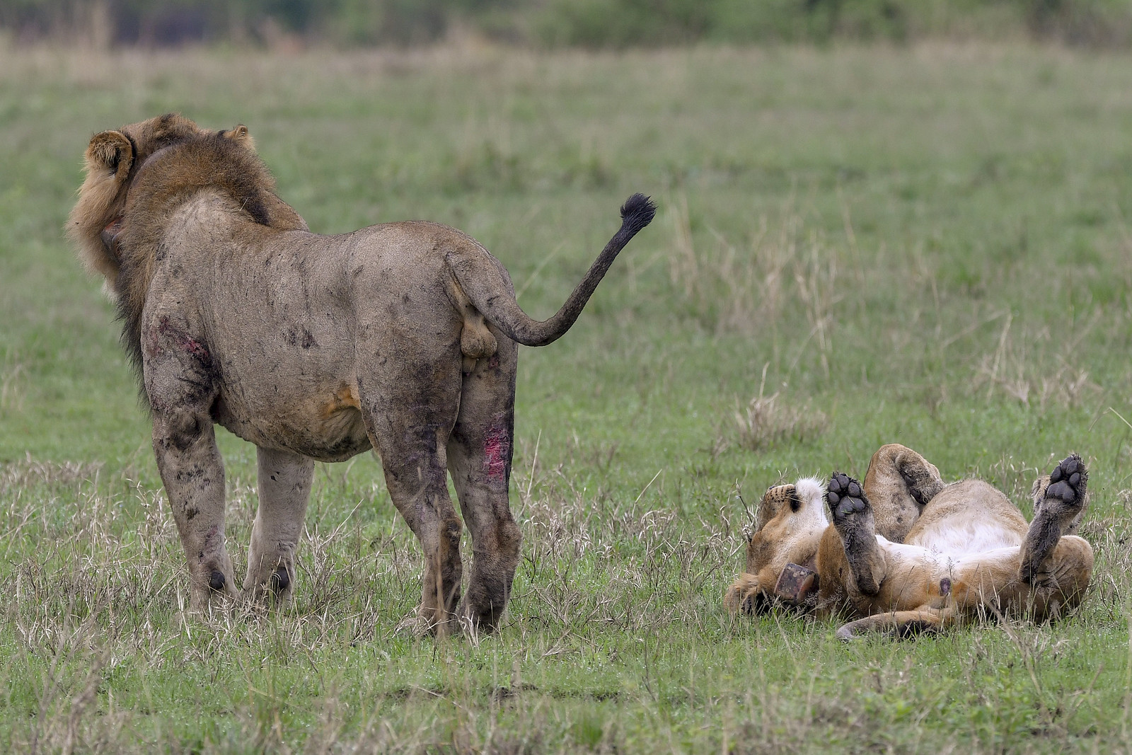 4 Day Gorilla and Wildlife Uganda Safari (5/18)