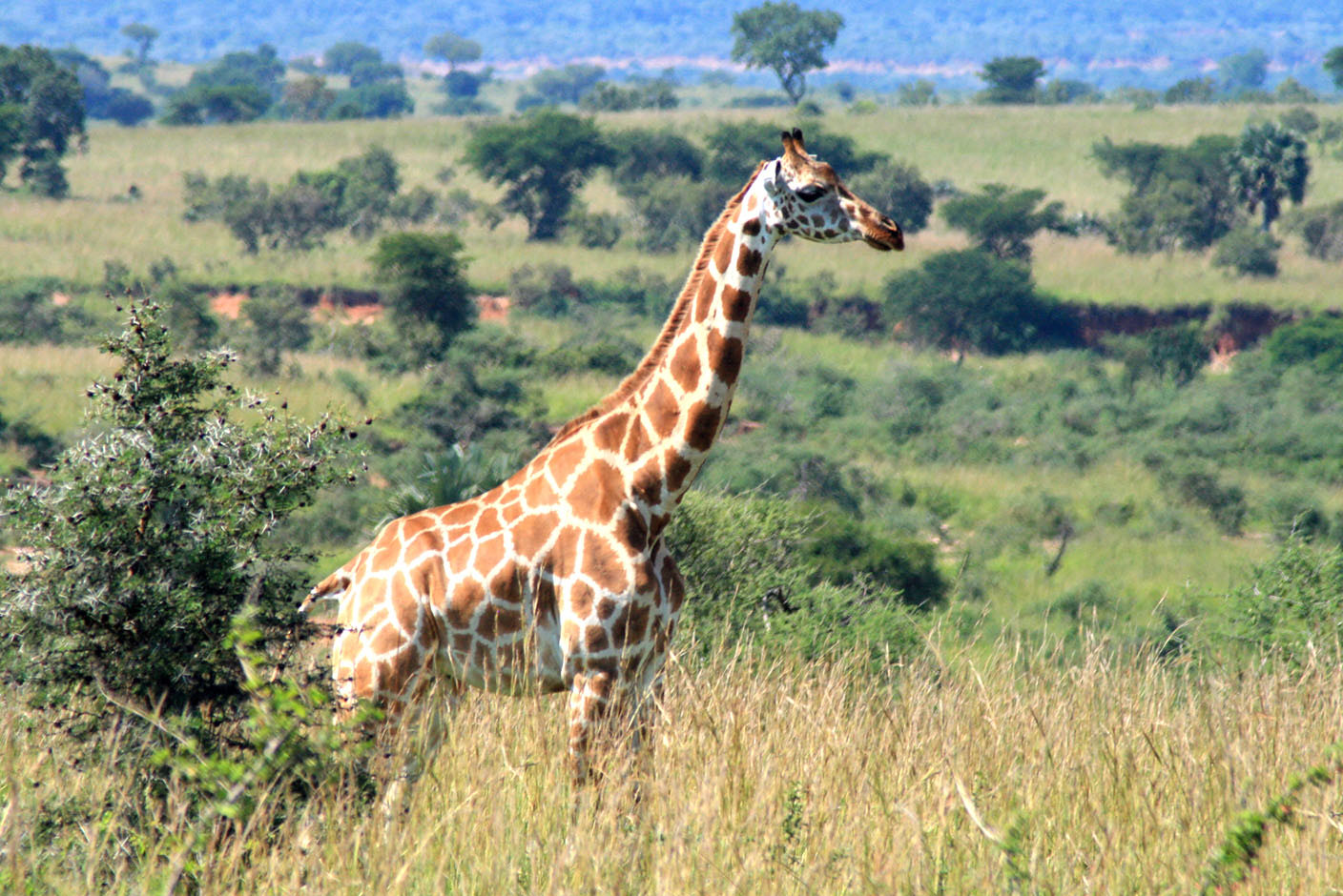 4 Day Gorilla and Wildlife Uganda Safari (2/18)