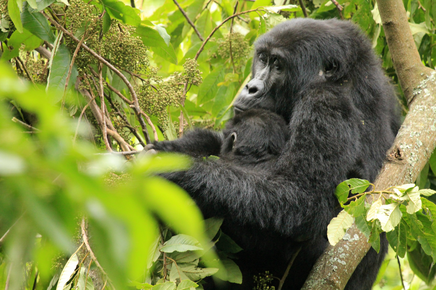 4 Day Gorilla and Wildlife Uganda Safari (3/18)