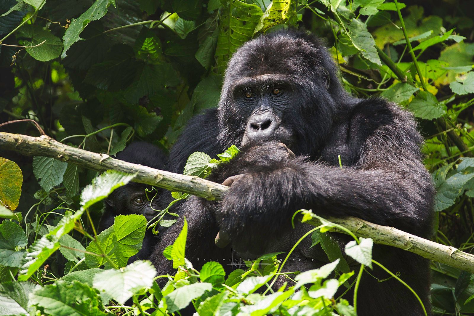 4 Day Gorilla and Wildlife Uganda Safari