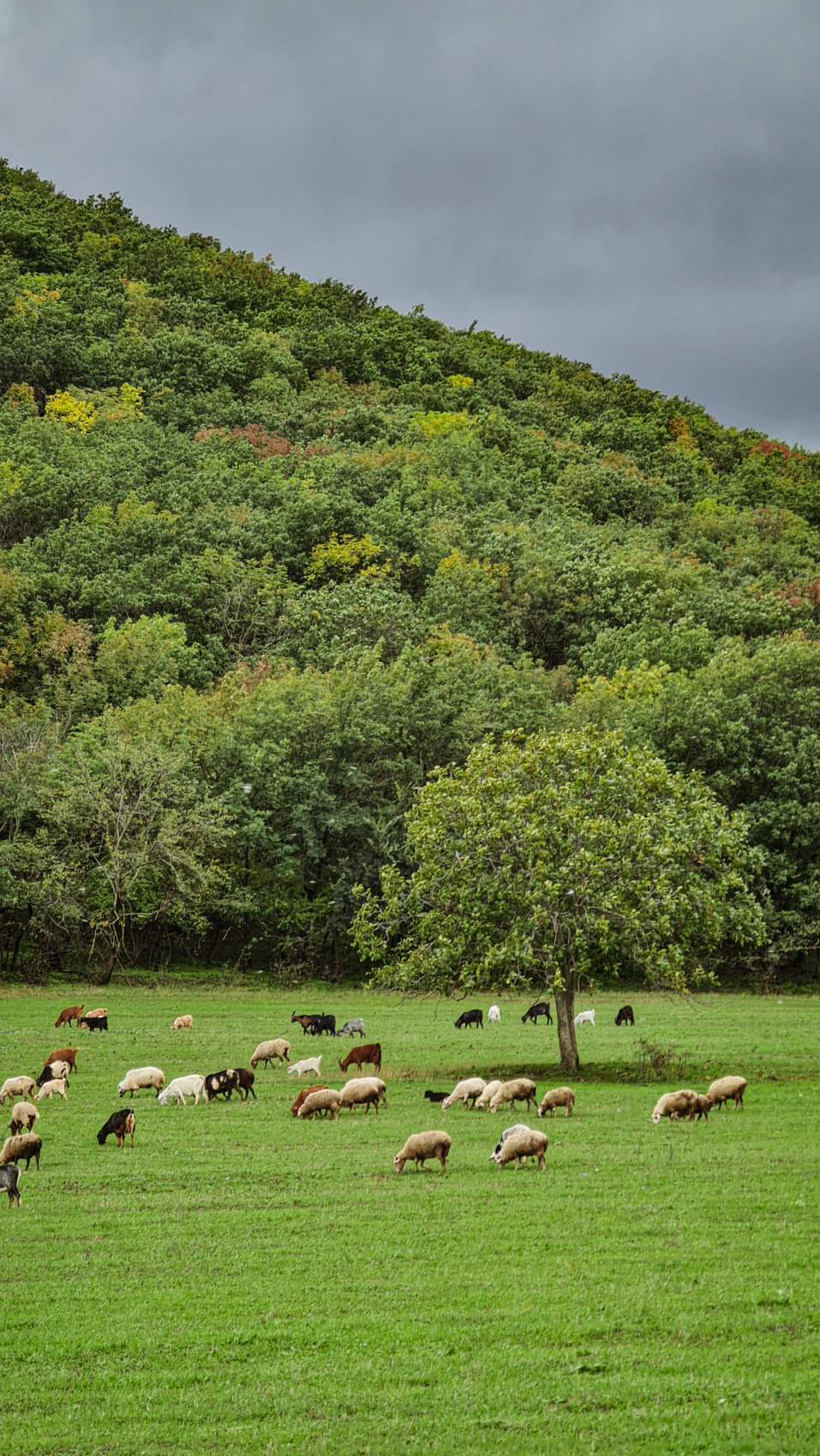 Важное событие лета. Звездопад Персеиды. (24/63)