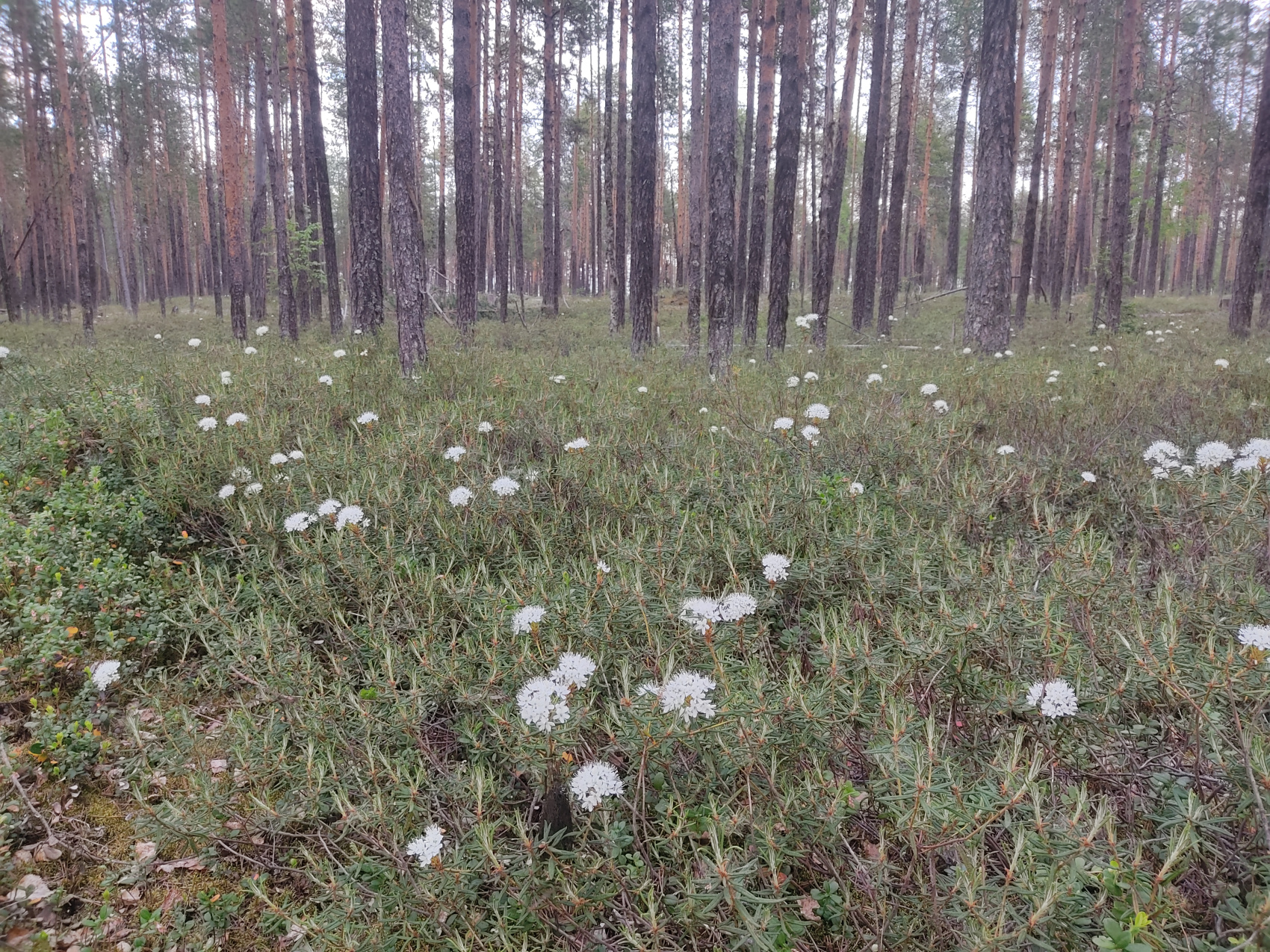 Рыбалка на хариуса в северных реках. Группы до 5 человек (32/48)