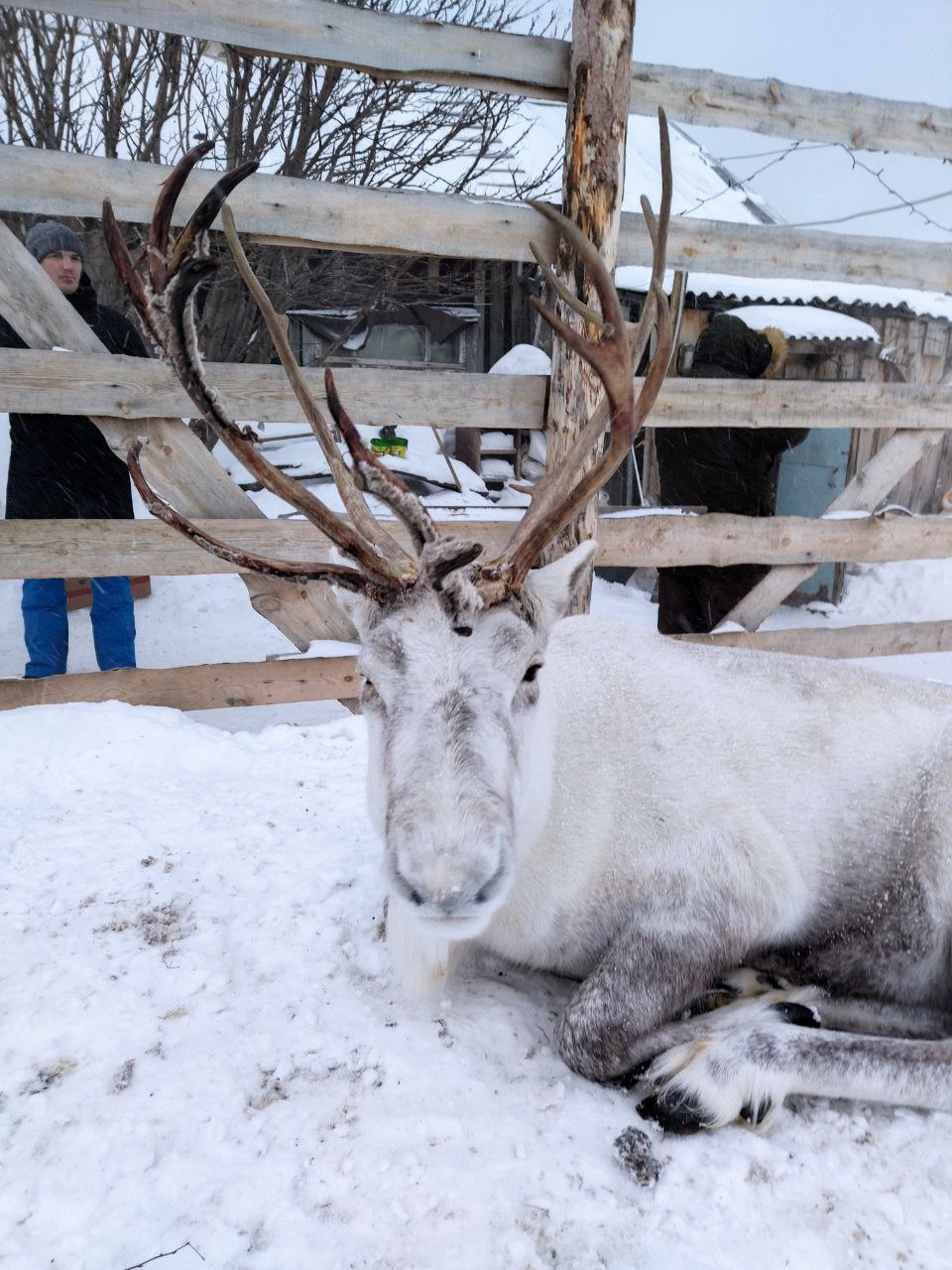 Путешествие за северным сиянием! Все Включено! (8/72)