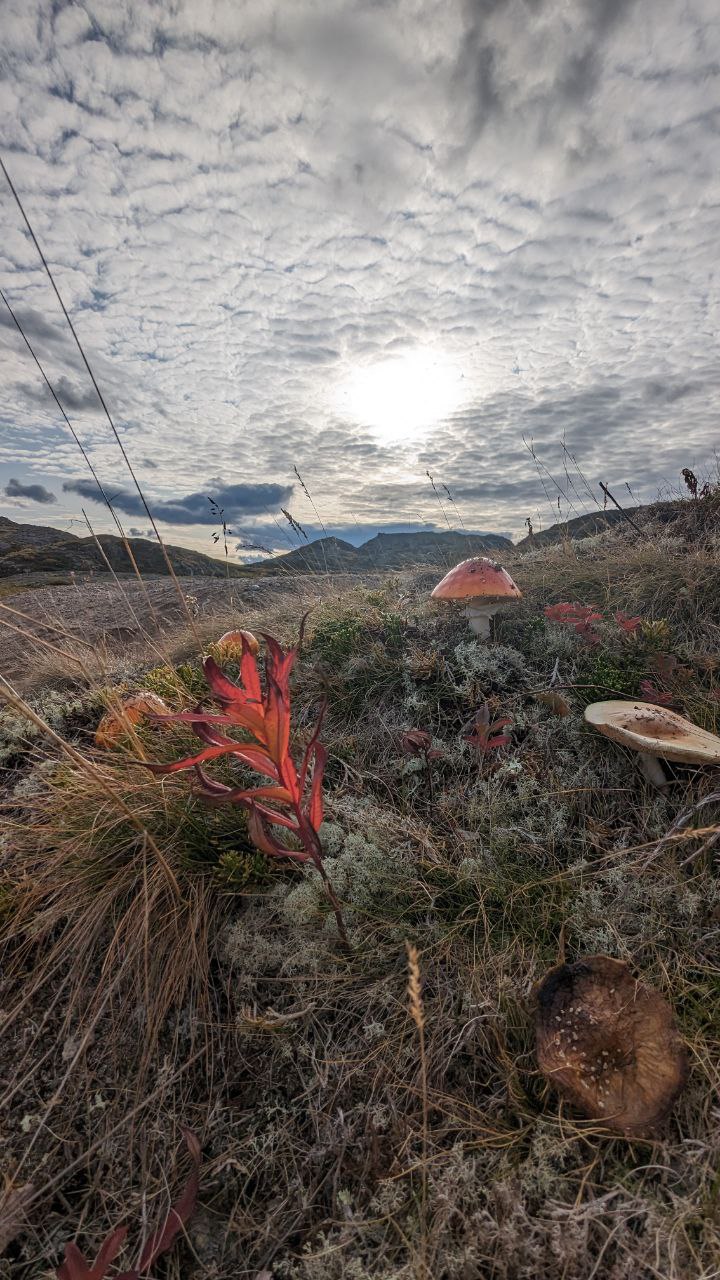 Териберка - Фотоохота за северным сиянием. 3 дня на Краю Света! (8/65)