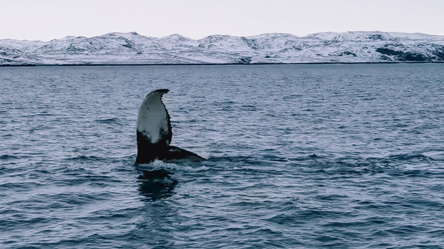 Путешествие за северным сиянием! Все Включено! (10/72)