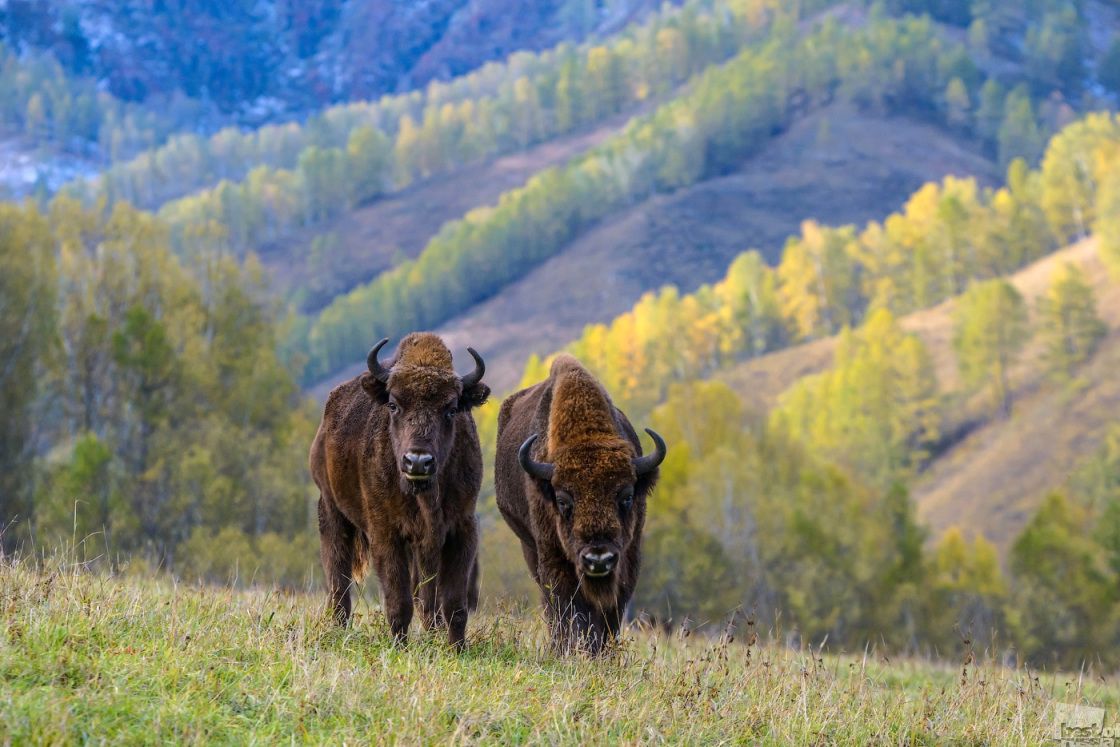 Путешествие Краски осени Алтая (6/26)