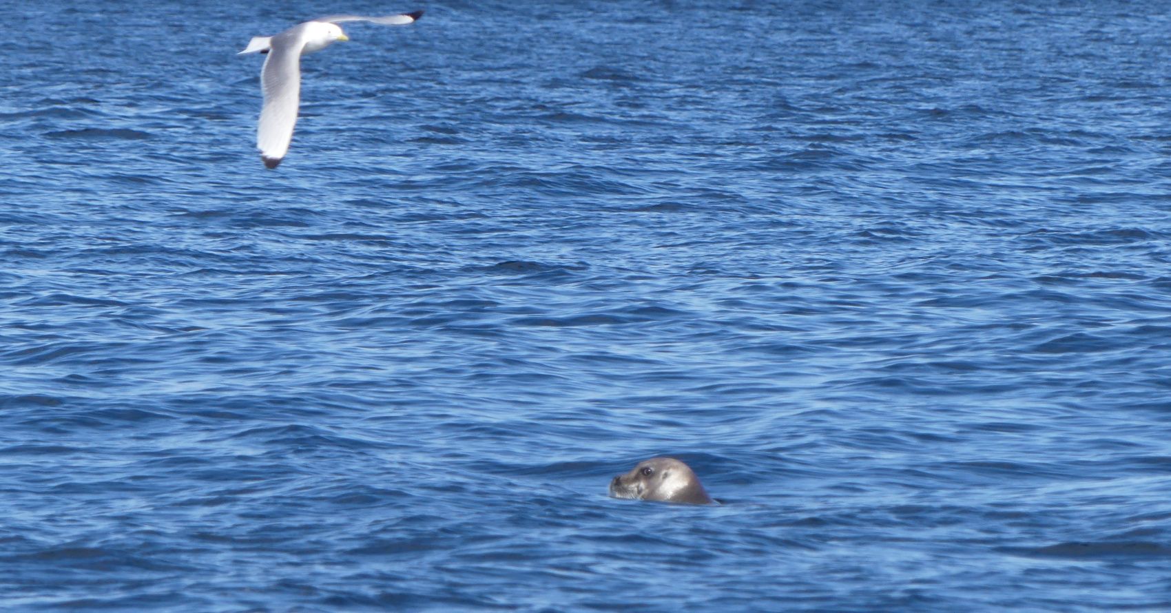 Териберка. Сияние. Хибины (55/91)