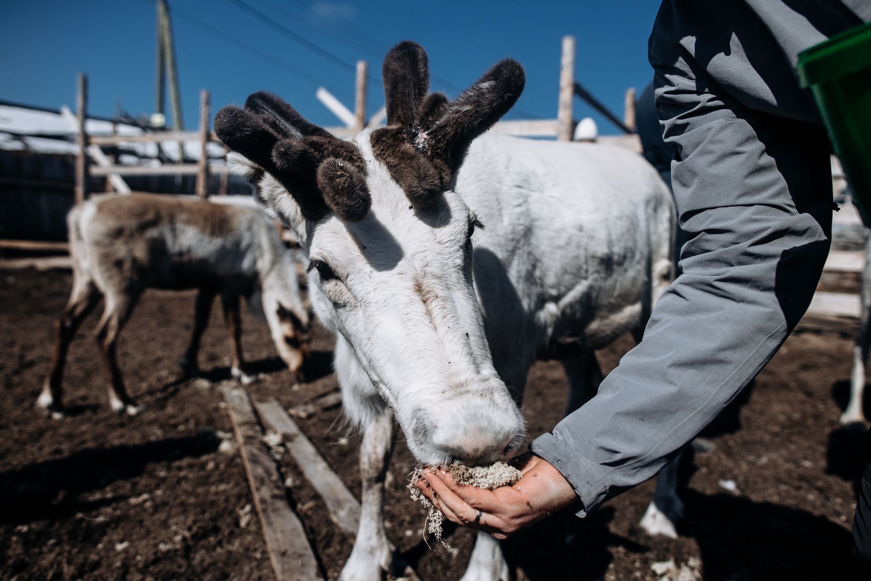 Териберка. Сияние. Хибины (67/91)