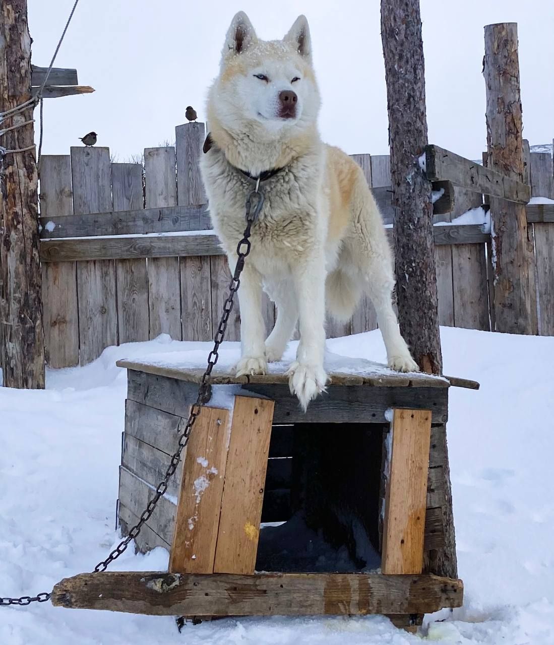 Териберка. Сияние. Хибины (73/91)