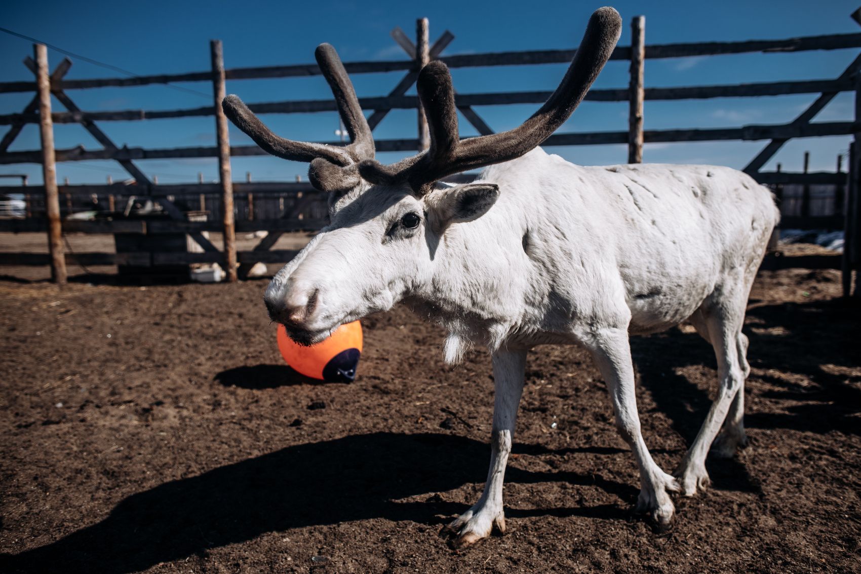 Териберка. Сияние. Хибины (69/91)