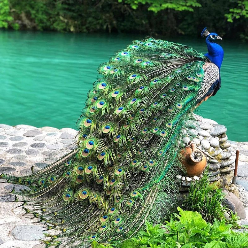 Лучшее в Абхазии за 5 дней. Тур с комфортом. (10/55)