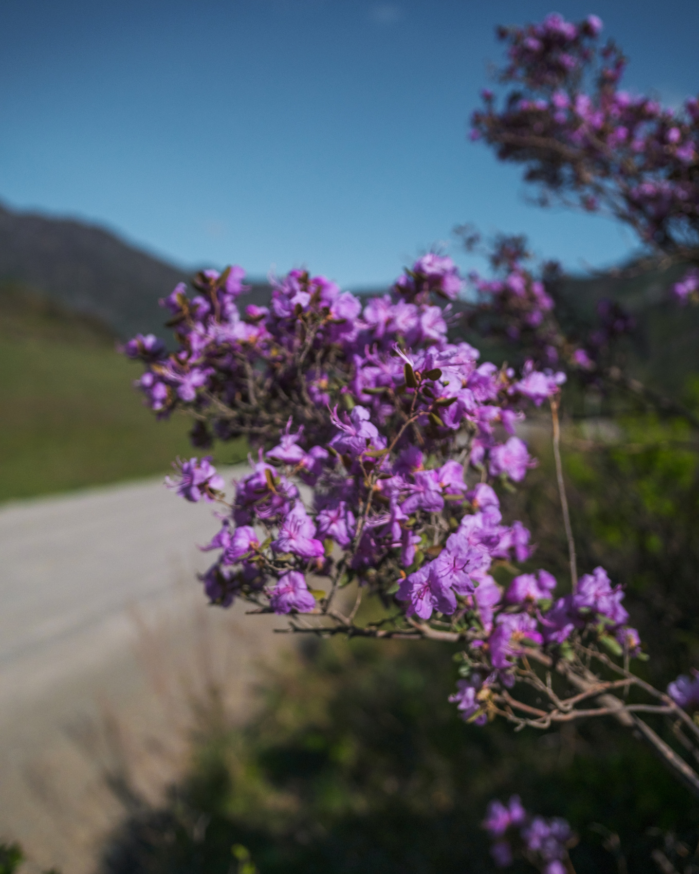 Весенний Маральник на Алтае (14/41)