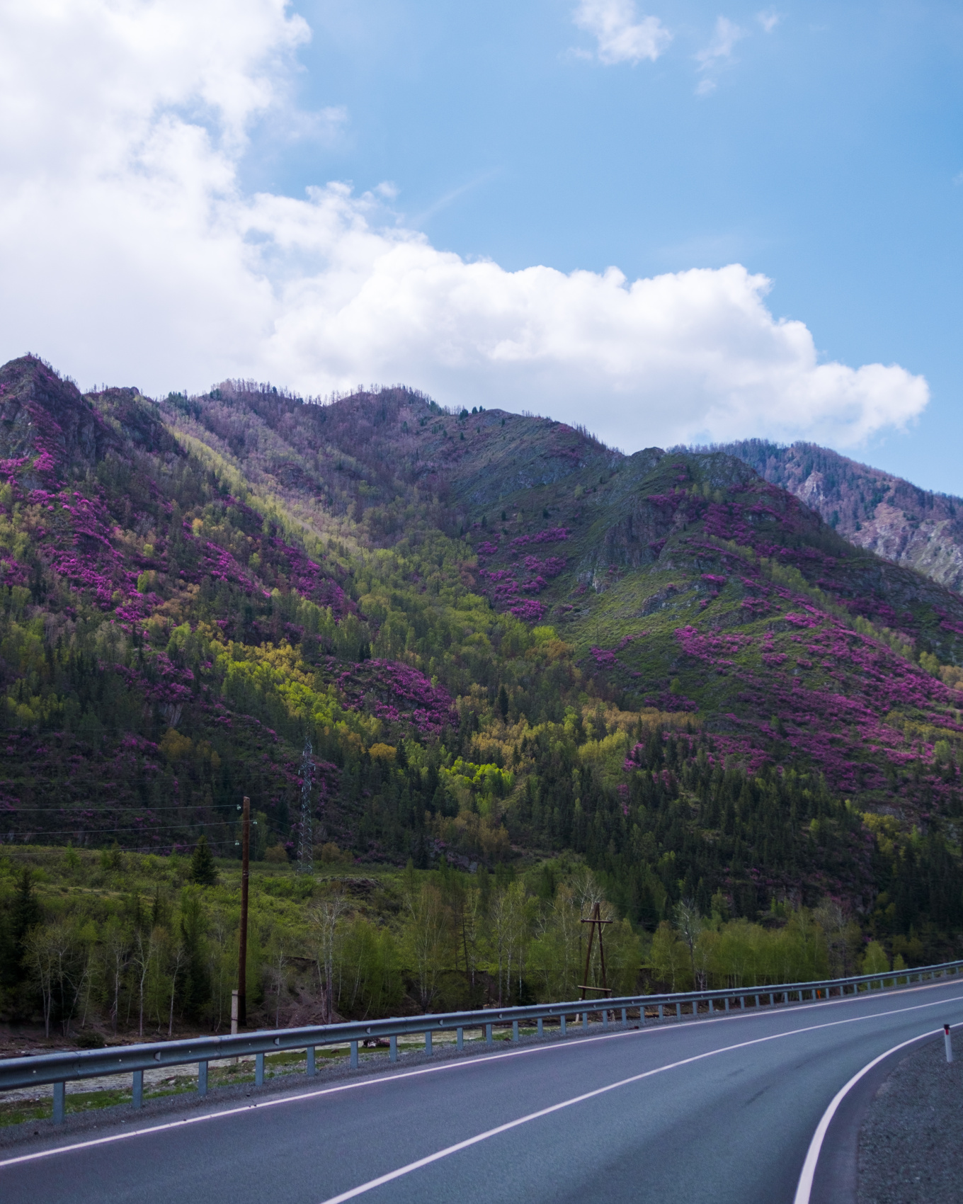 Весенний Маральник на Алтае (13/41)