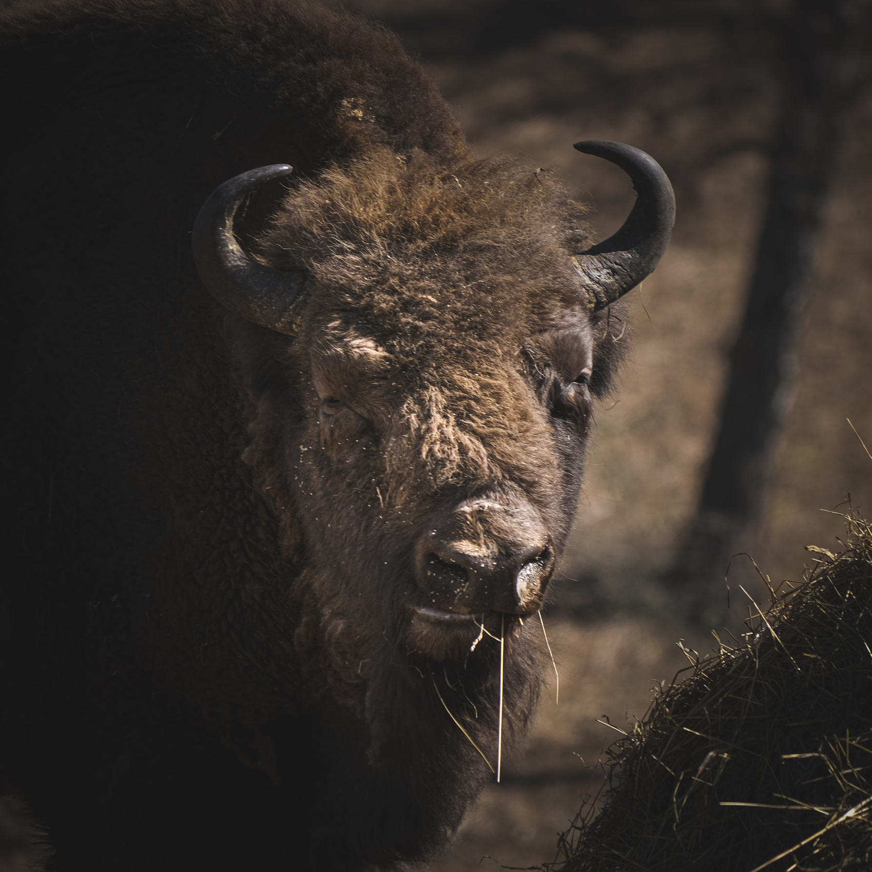 Весенний Маральник на Алтае (41/41)