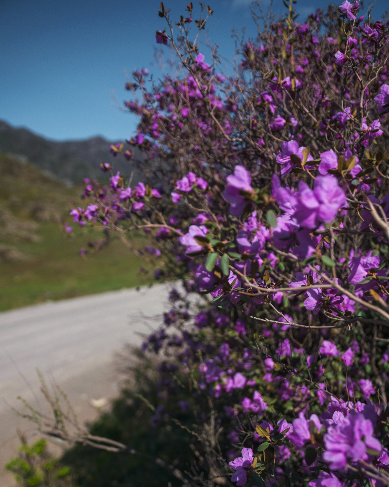 Весенний Маральник на Алтае (12/41)