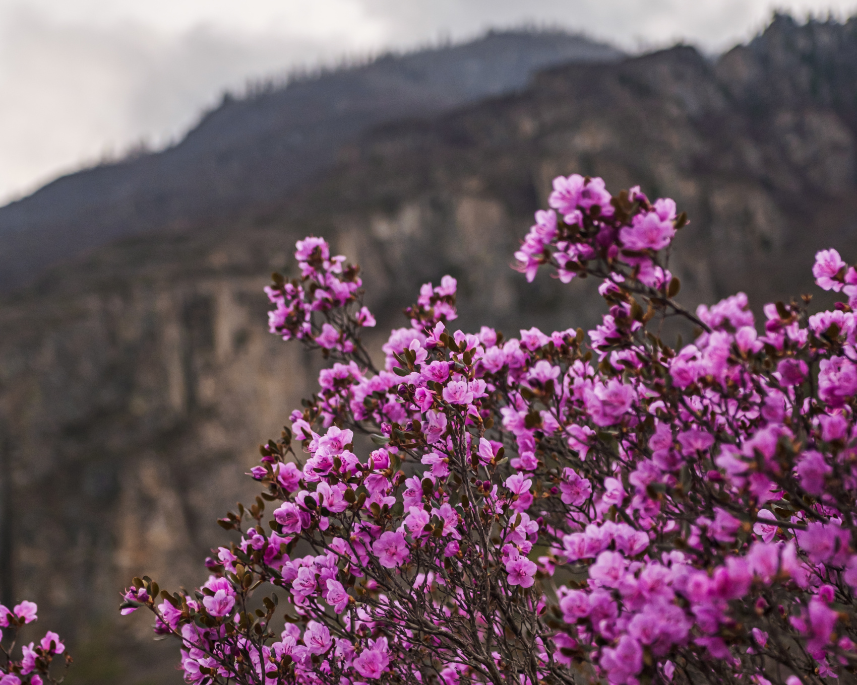 Весенний Маральник на Алтае (10/41)