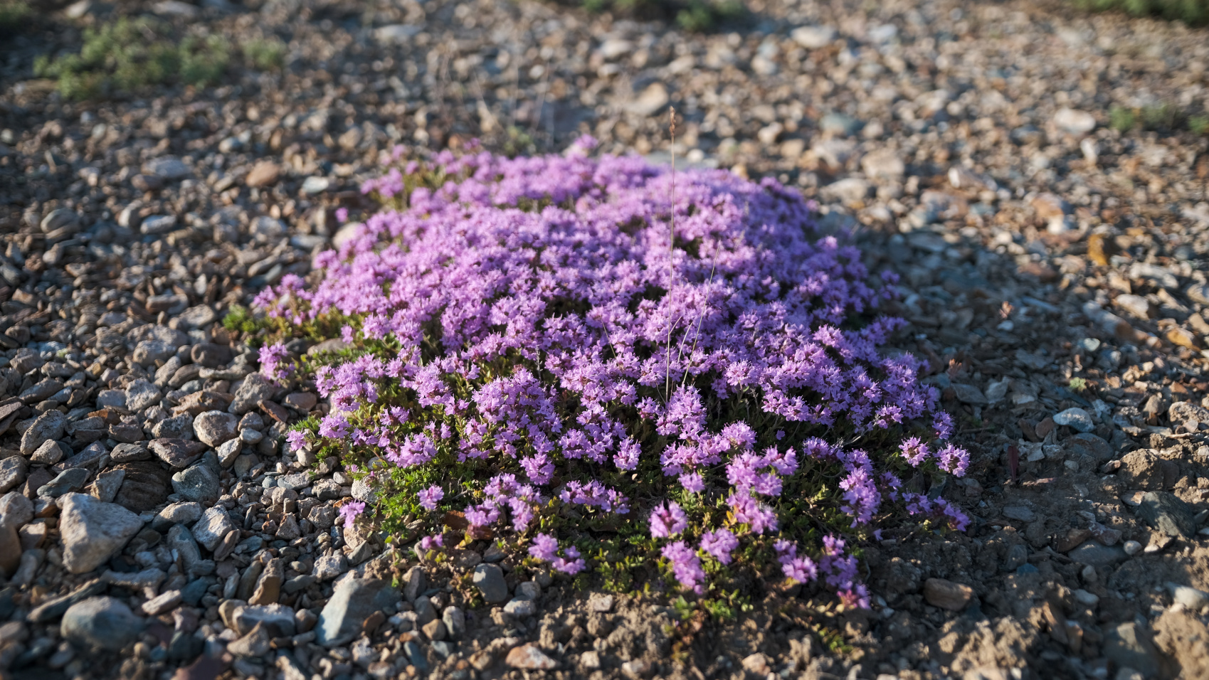 Алтай. Южный Берег Телецкого Озера (32/41)