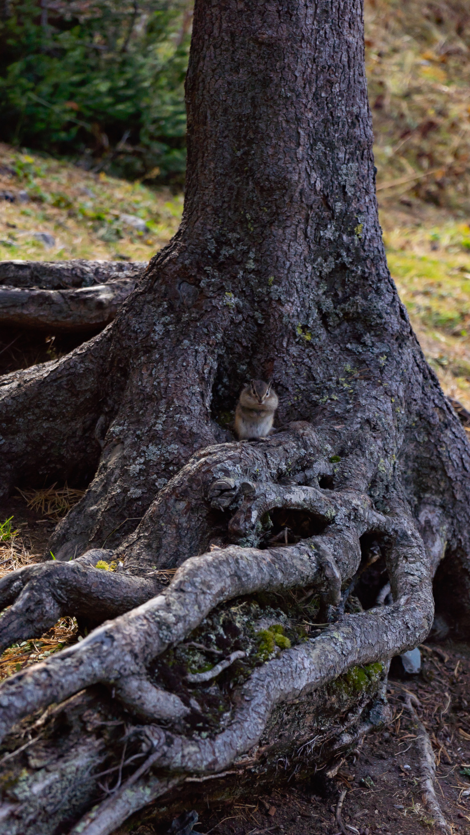 Горный тур по Алтаю Бирюза Мультинских озёр (без рюкзаков и палаток) (26/59)