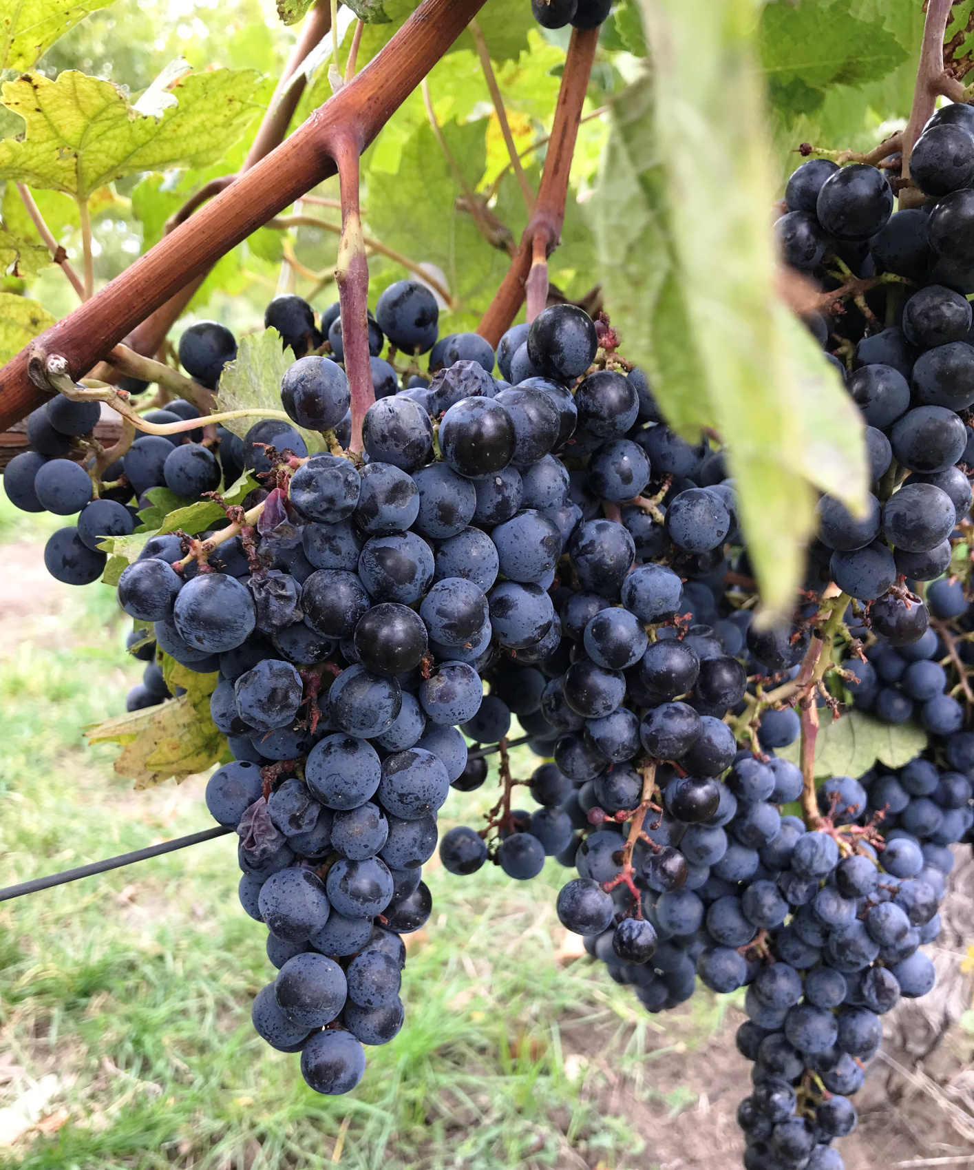 Тамань: вино, сыр и лотосы  винный тур на Таманский полуостров (17/62)