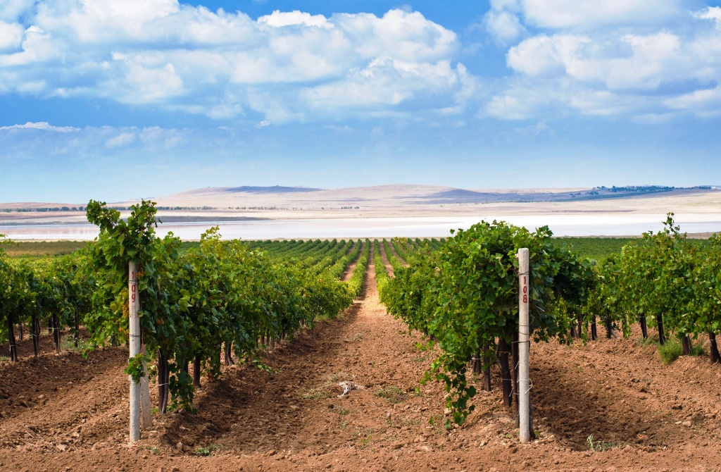 Тамань: вино, сыр и лотосы  винный тур на Таманский полуостров (2/62)