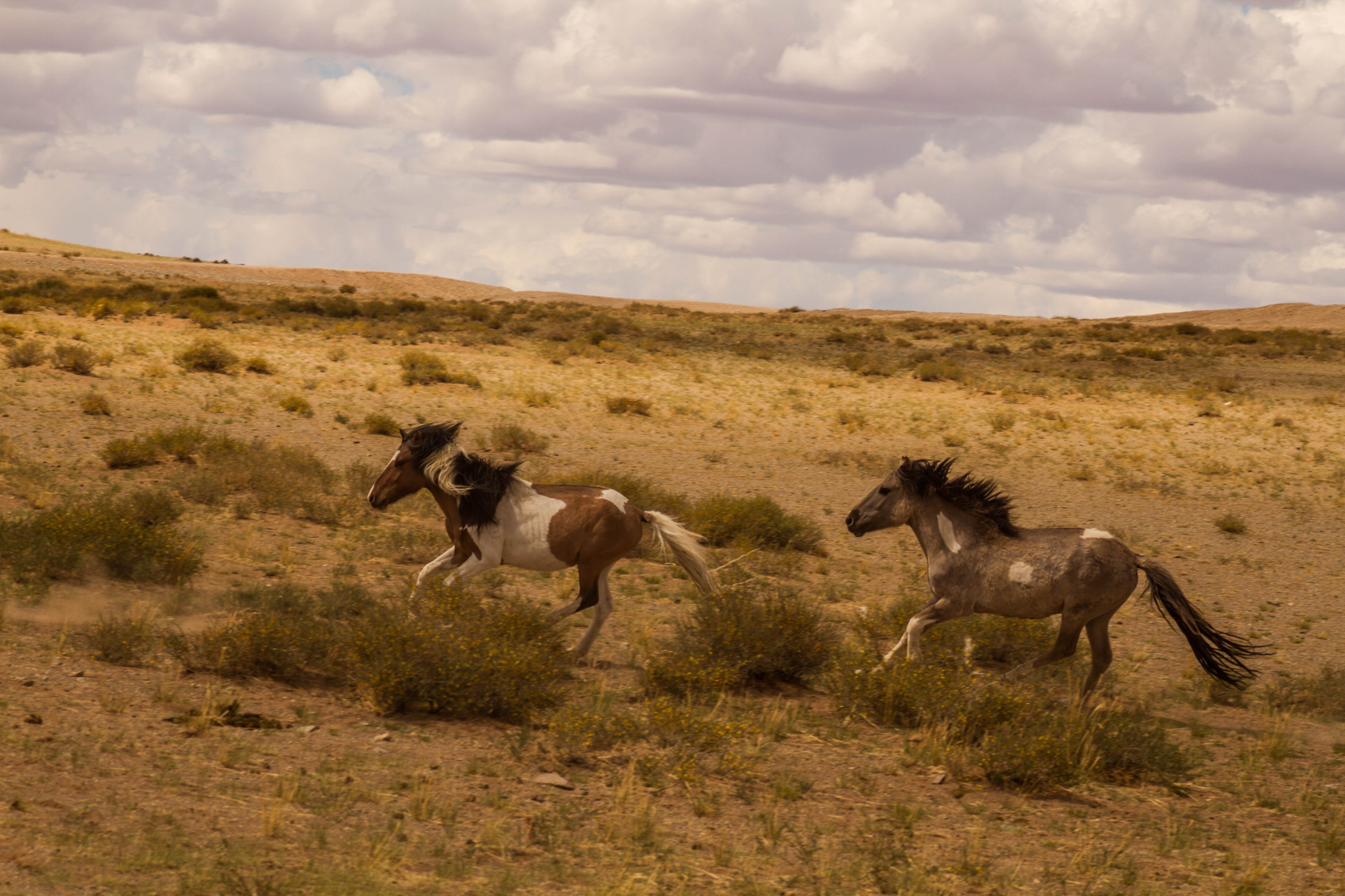 По Пути Центрально Азиатской экспедиции Рериха  К Сердцу Пустыни Гоби (81/130)