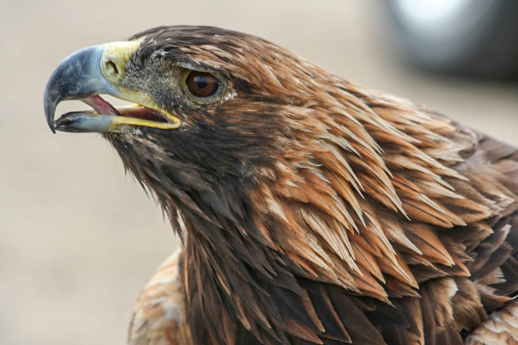 По Пути Центрально Азиатской экспедиции Рериха  К Сердцу Пустыни Гоби (82/130)