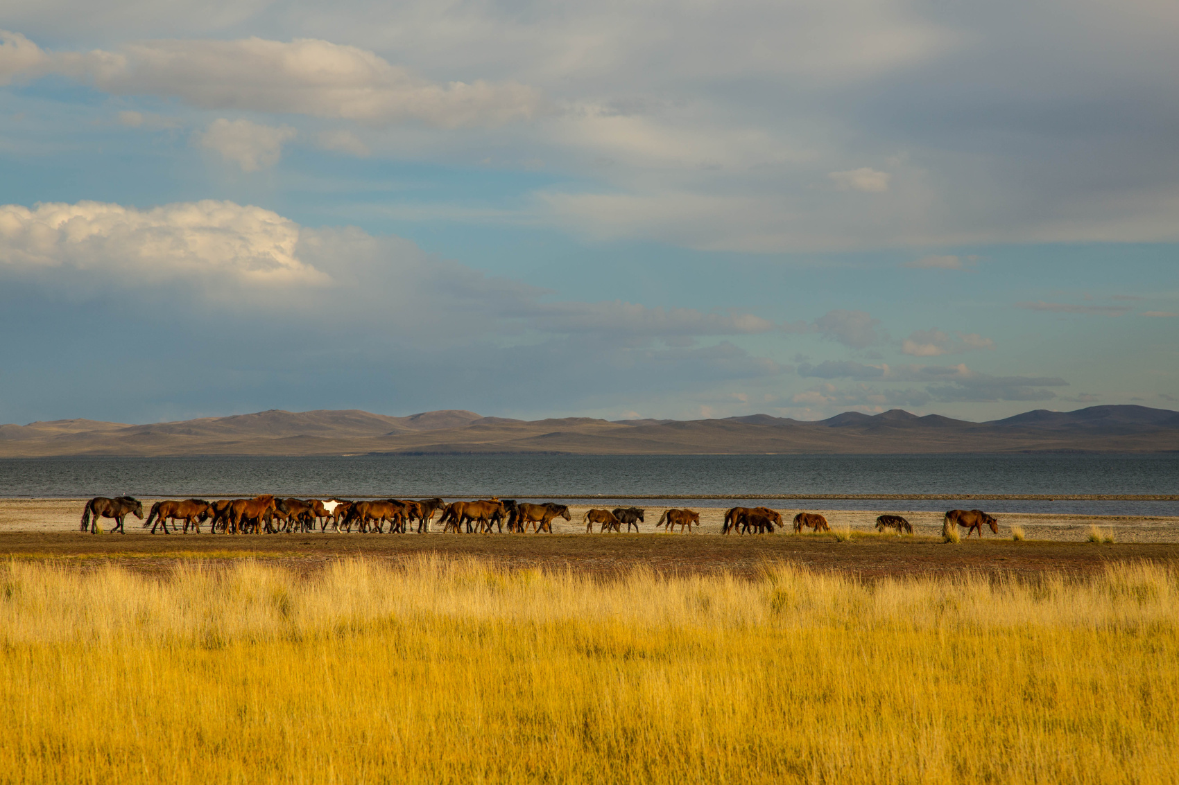 По Пути Центрально Азиатской экспедиции Рериха  К Сердцу Пустыни Гоби (67/130)