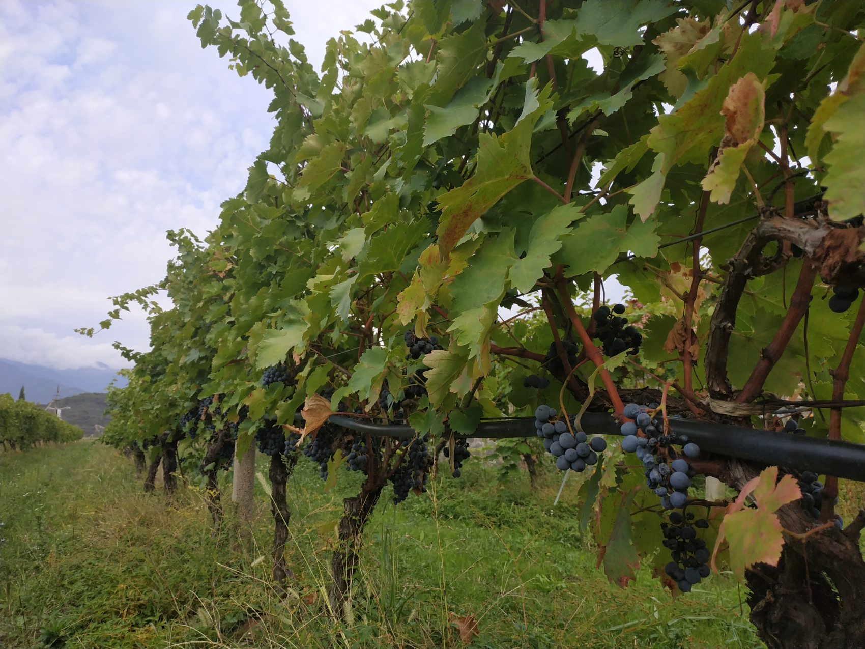 Тур в Тбилиси на выходные (12/51)