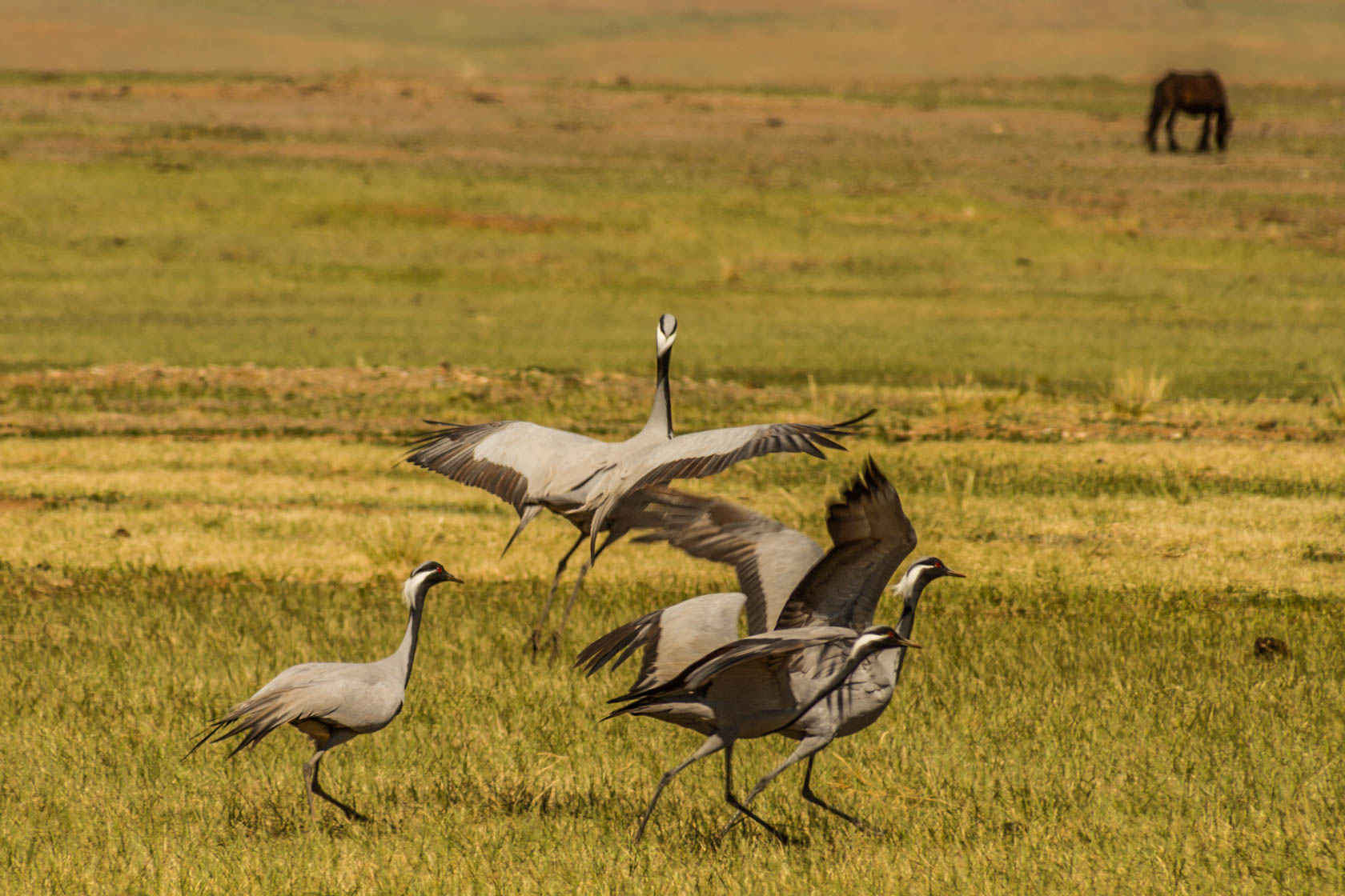 От Байкала до Гоби Монголия в Комфортном Авторском Мультитуре (25/85)