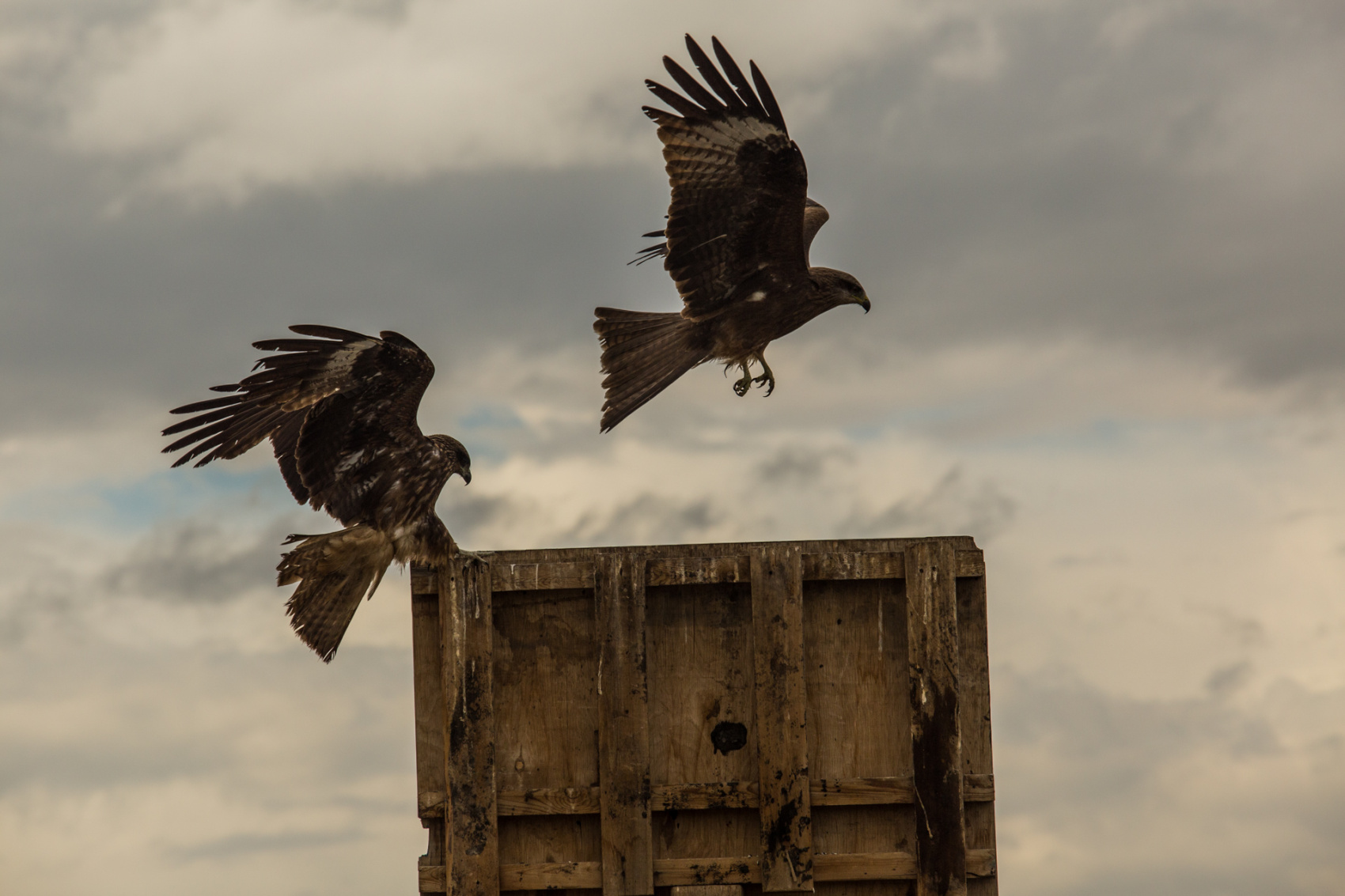 От Байкала до Гоби Монголия в Комфортном Авторском Мультитуре (20/85)