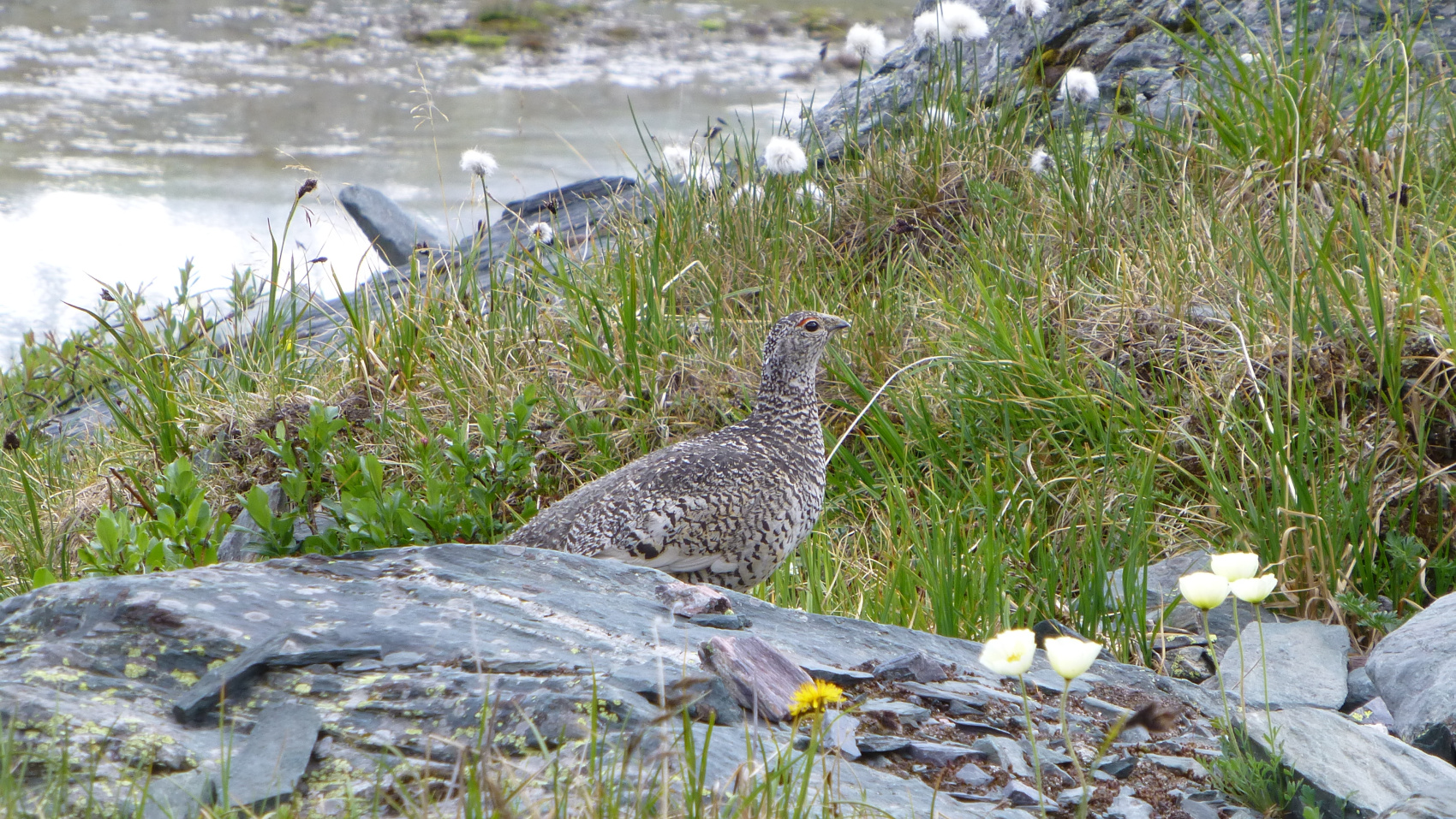 Поход - не ретрит. Мажойский Ледник. Алтай. (13/31)