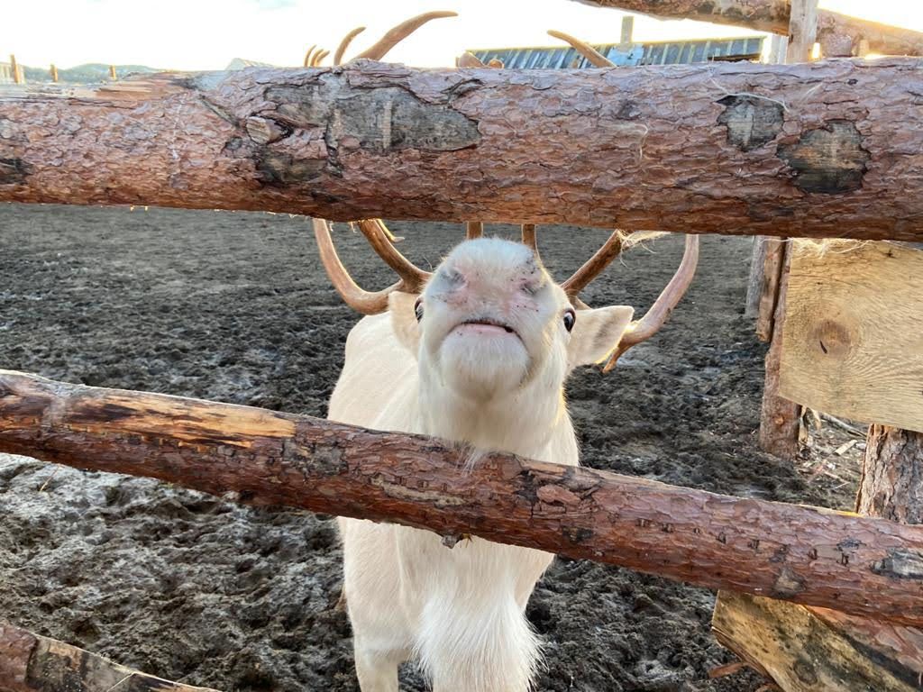 Териберка. Майские на максималку. Все включено: баня, море, рыбалка (8/58)