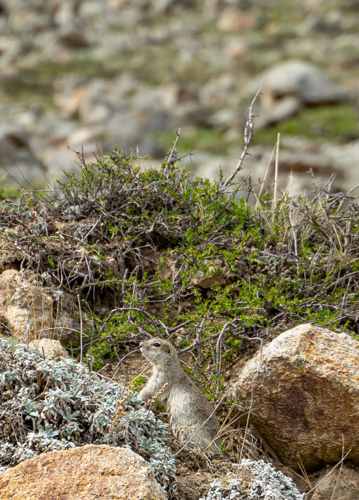 Северная Осетия и Кабардино-Балкария,Ингушетия Акция (7/85)
