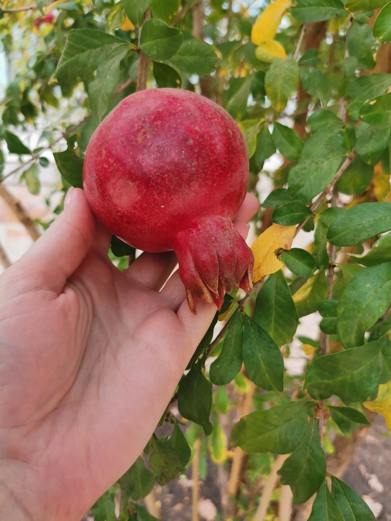 Солнечный Узбекистан : 3 города и горы (4/37)