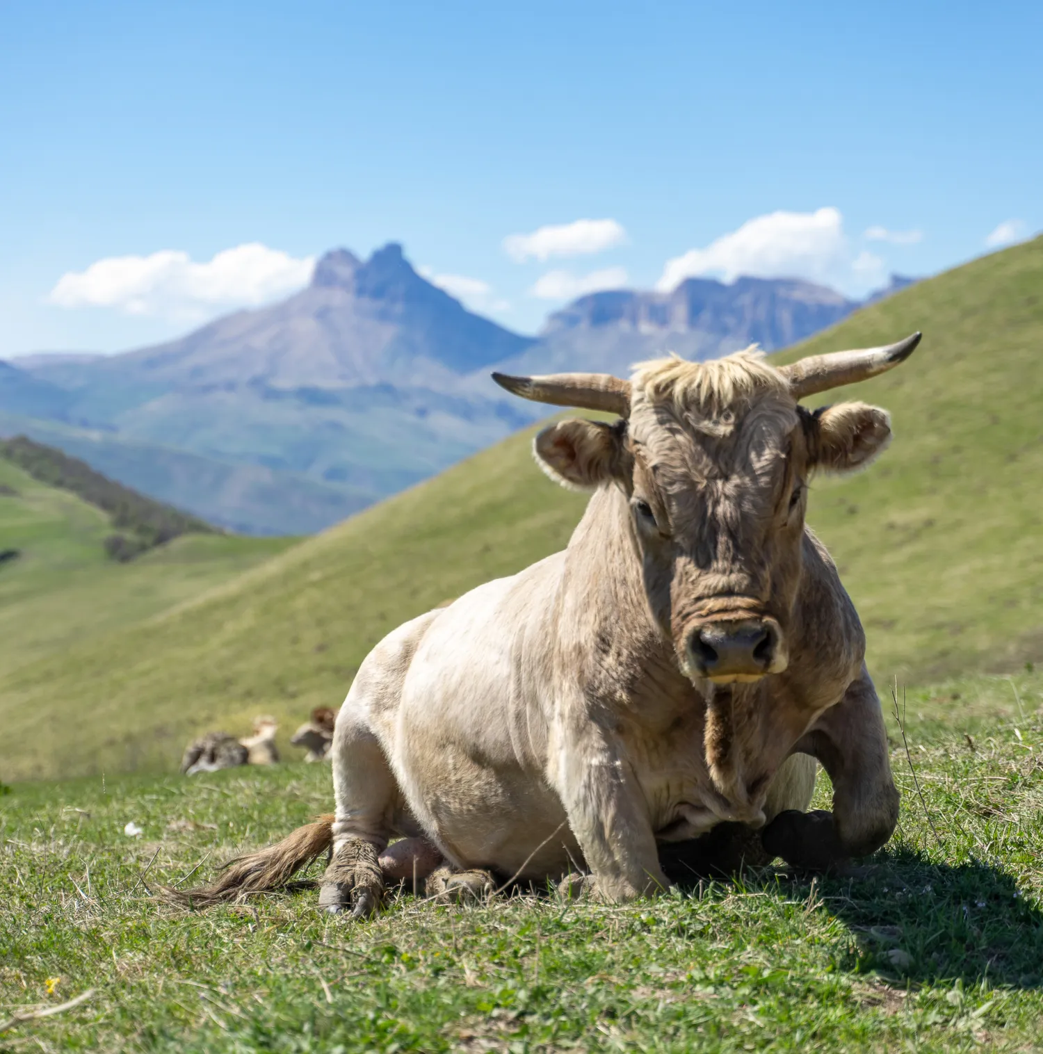 Северная Осетия и Кабардино-Балкария,Ингушетия Акция (34/85)