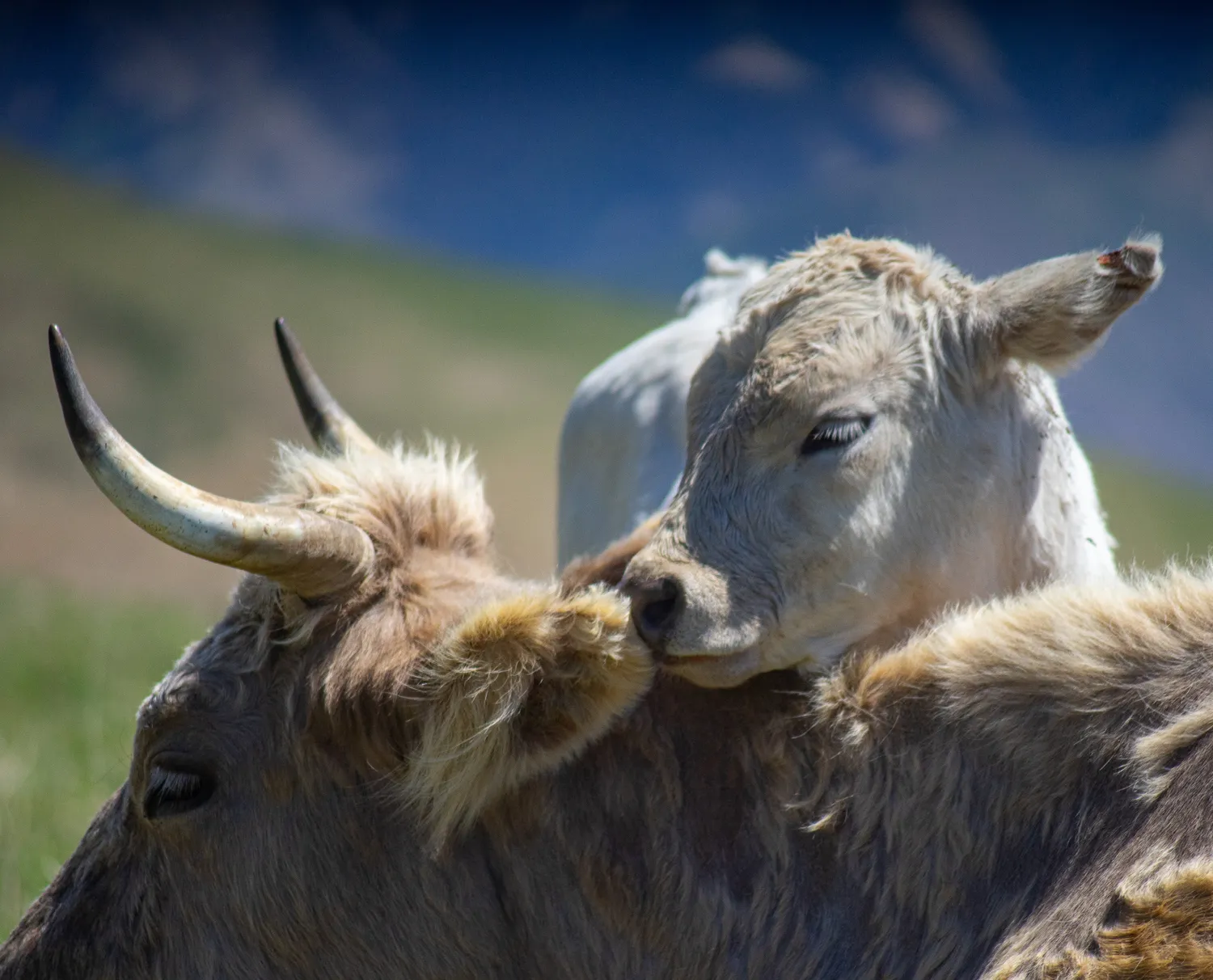 Северная Осетия и Кабардино-Балкария,Ингушетия Акция (35/85)