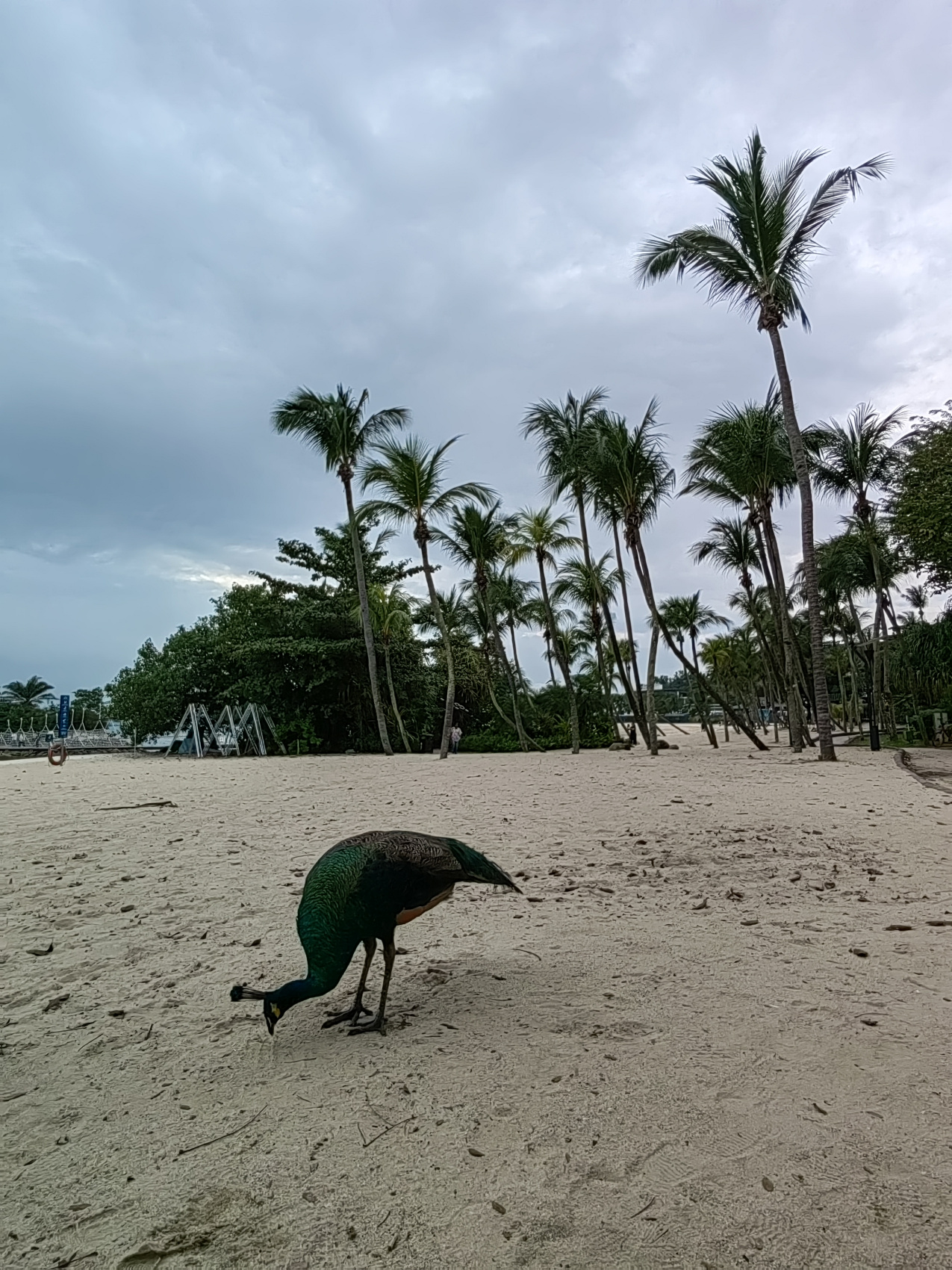 Экспедиция 5 стран Юго-Восточной Азии! (56/118)