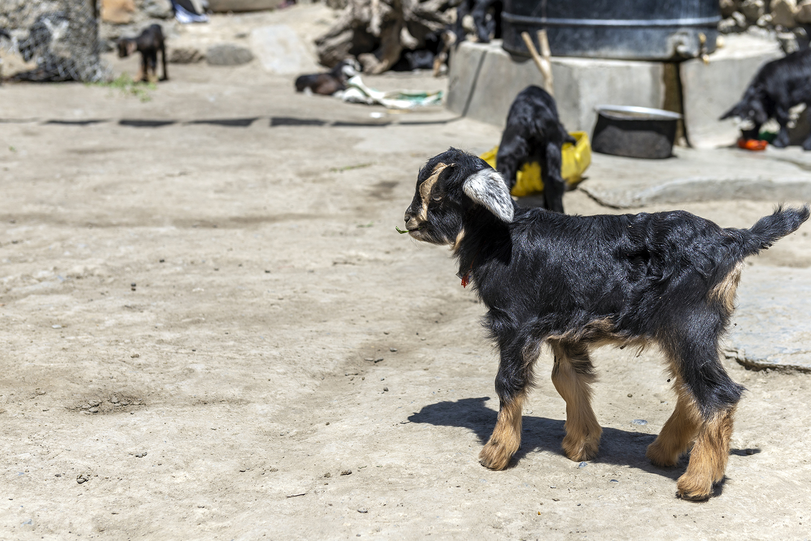 Комфортный тур в Тибет(королевство Ло-Мустанг) (27/83)