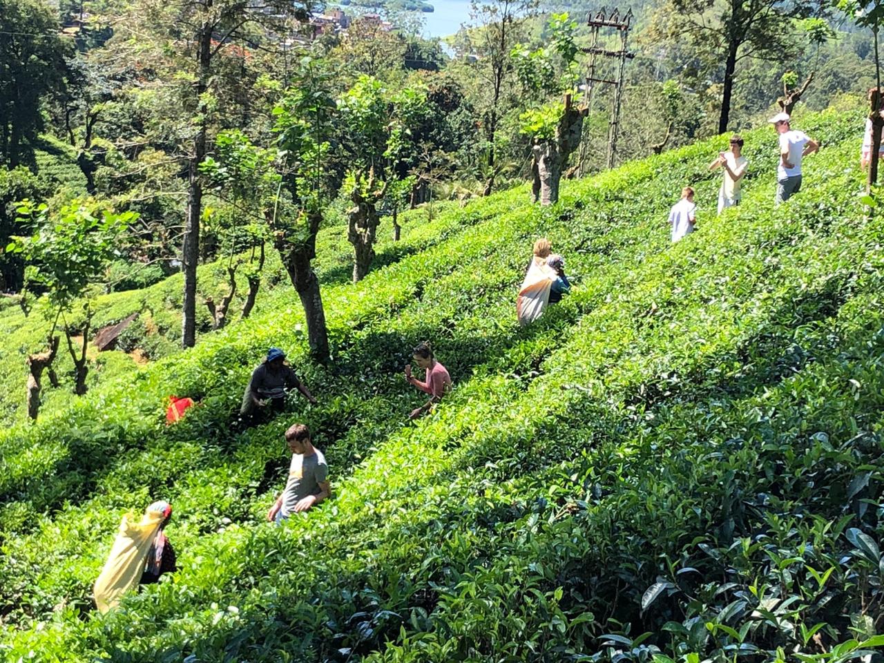 Золотое кольцо Шри-Ланки (16/52)