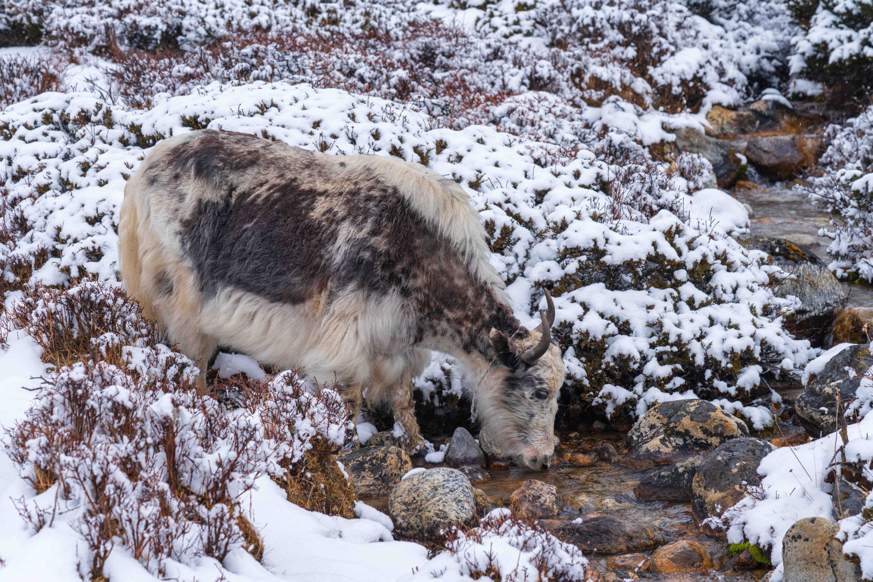 Непал. Трек к подножью Эвереста + самолет и вертолет (37/109)