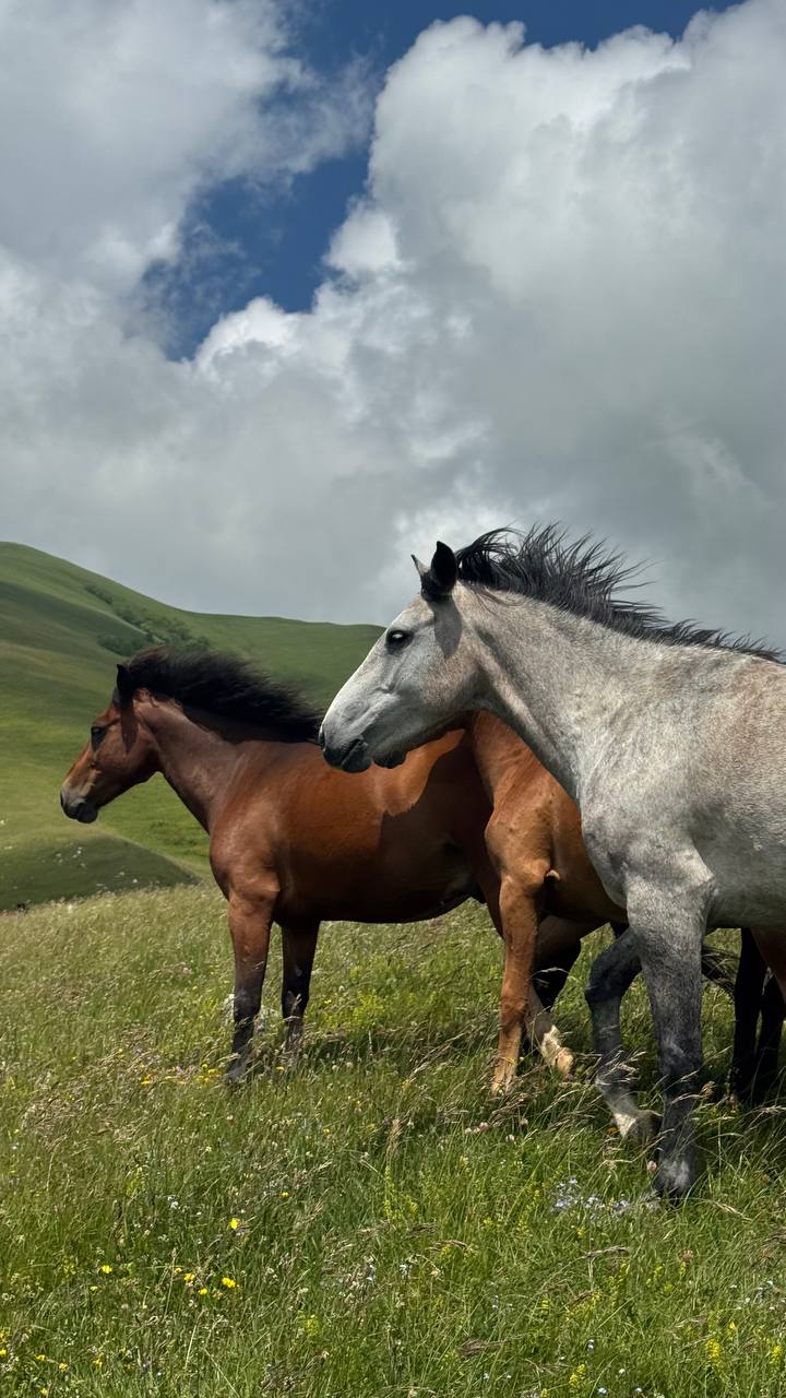 Грузия - Отдых это Исскуство (Рача-Лечхуми-Сванети) (25/57)