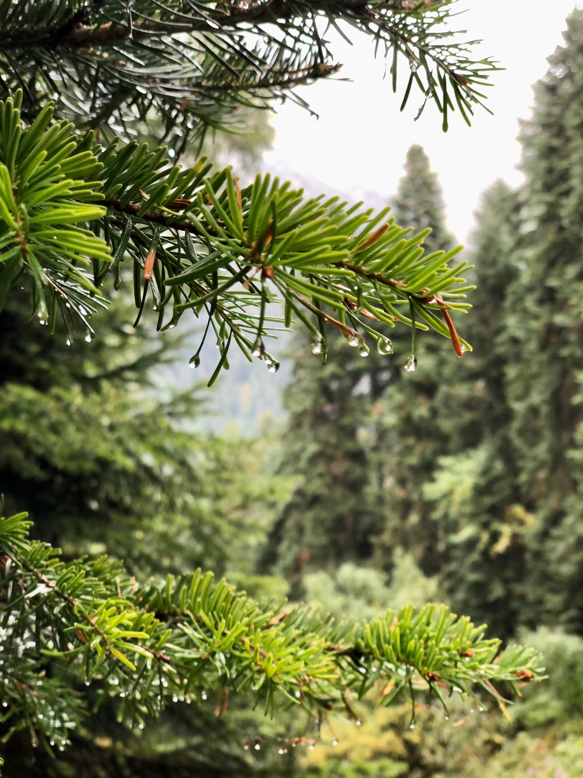 Треккинг тур Архыз.Перезагрузка (67/128)