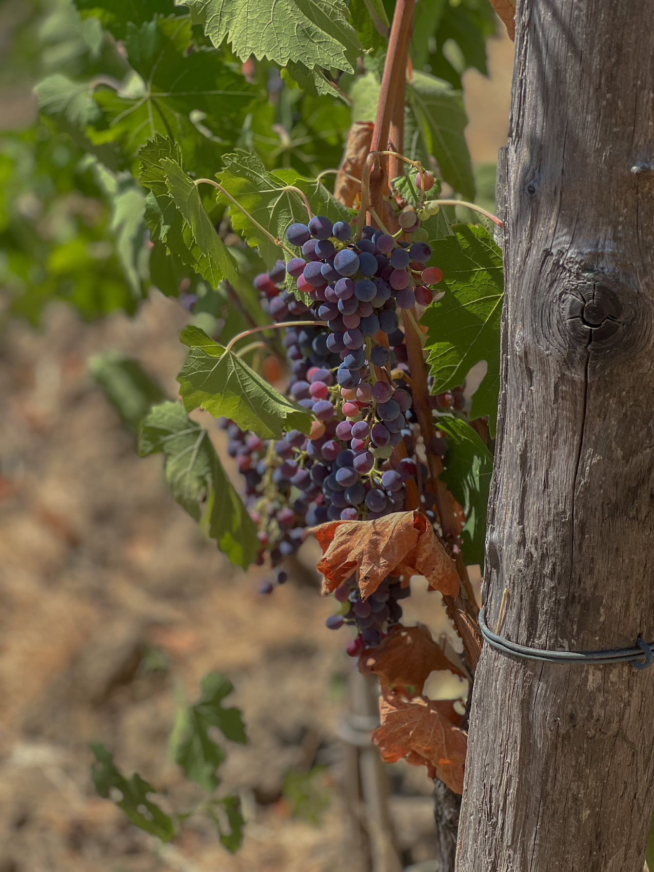 Италия: Рим, Тоскана, Ватикан (23/94)