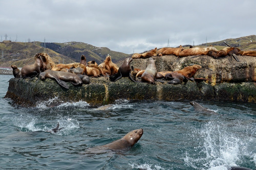 Нереальный Сахалин (2/44)