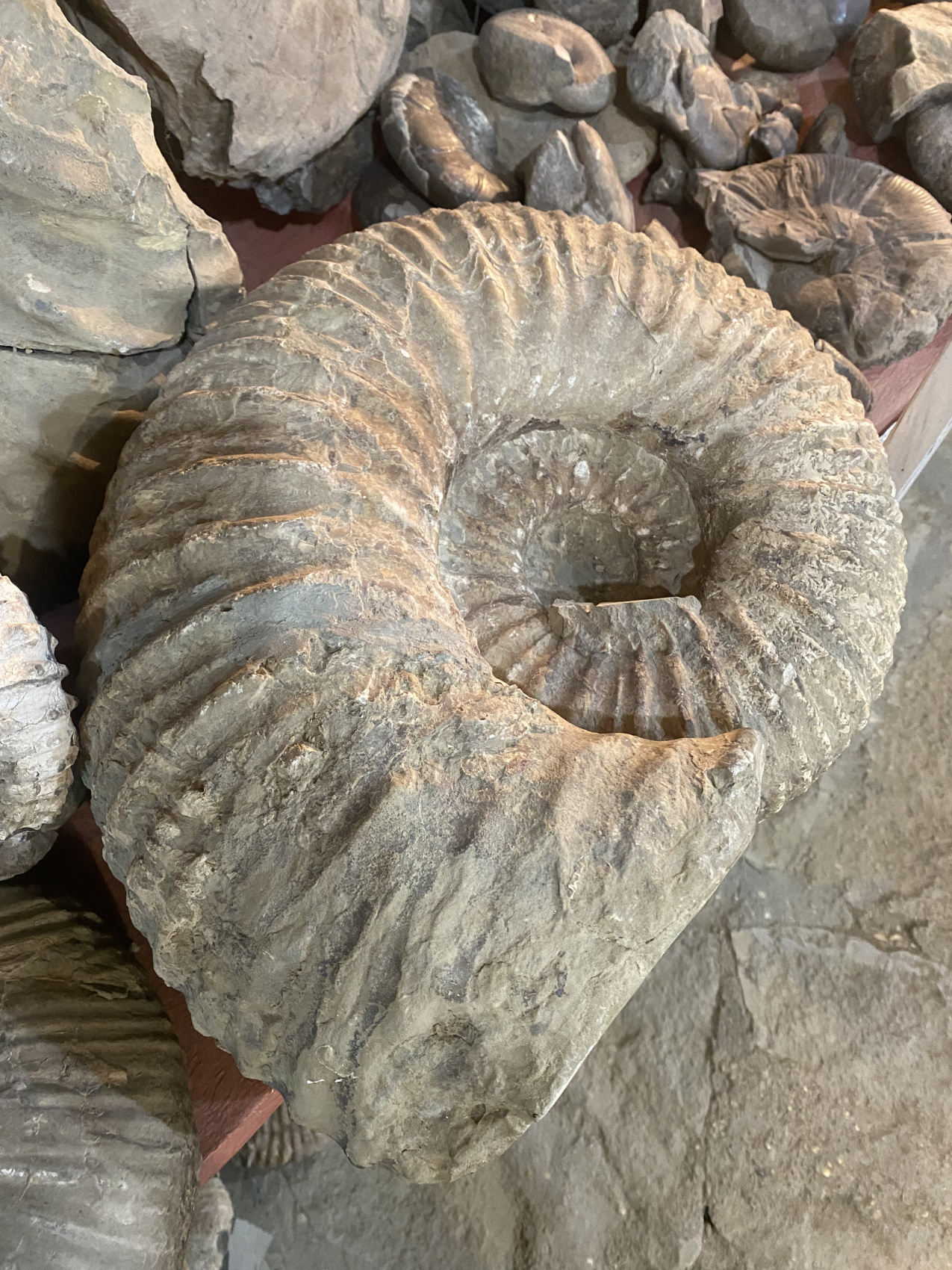 Аммониты Юрского и Мелового периодов (16/47)