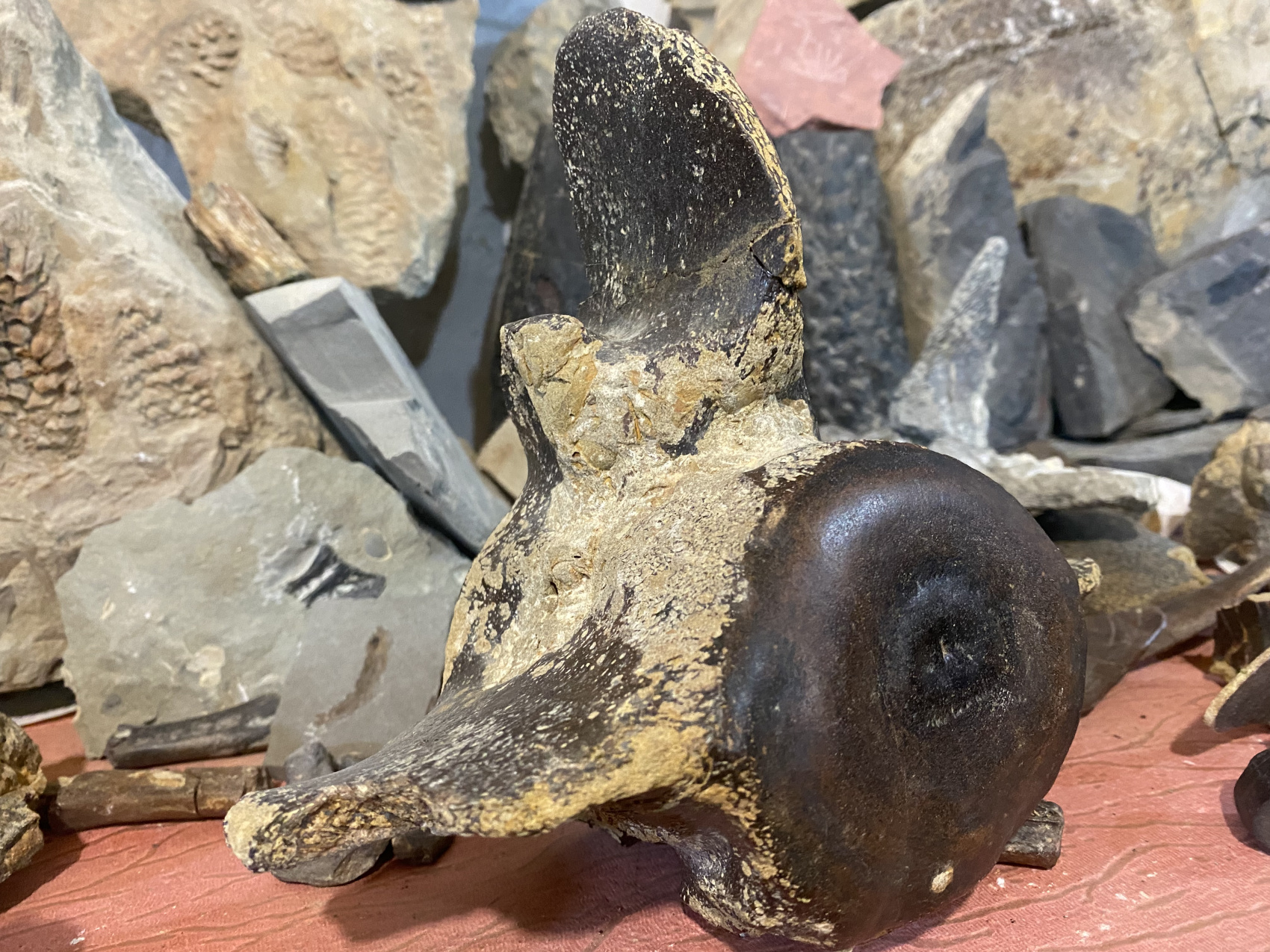 Аммониты Юрского и Мелового периодов (11/47)