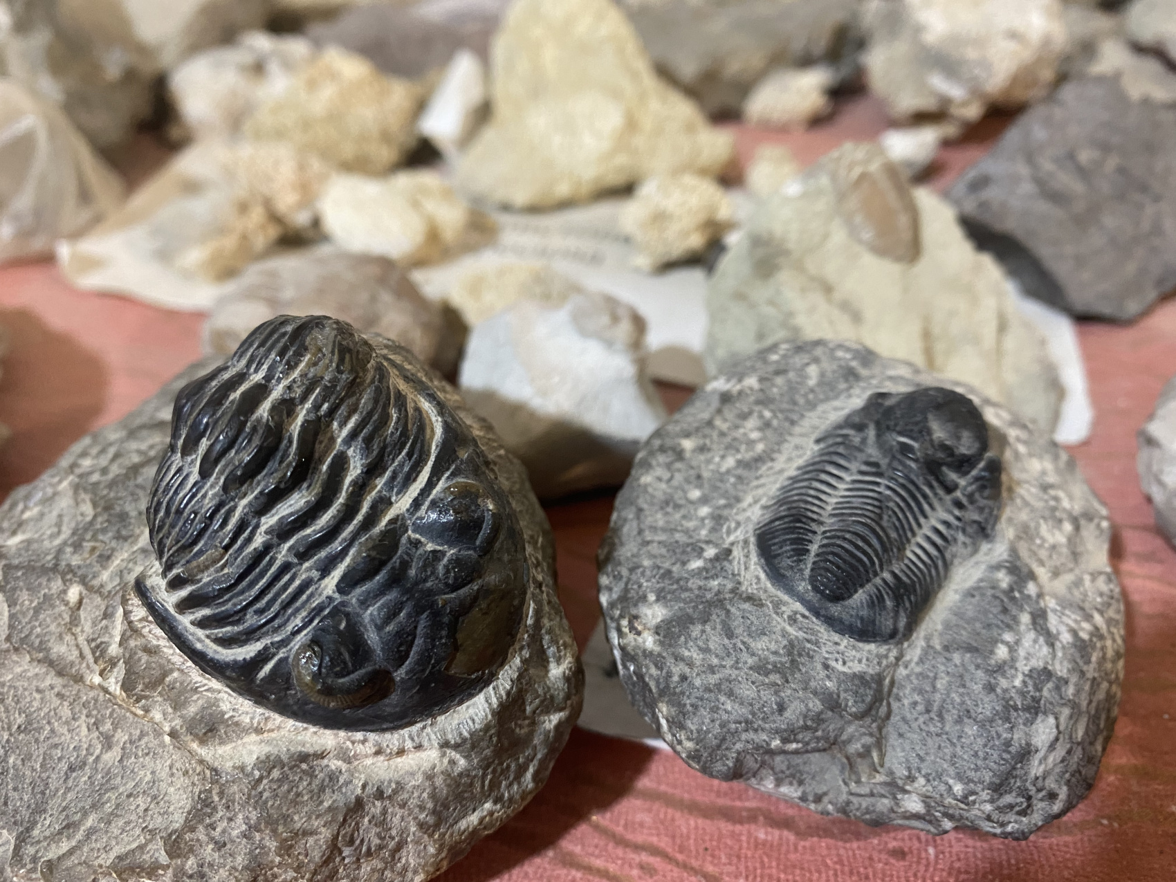 Аммониты Юрского и Мелового периодов (13/47)