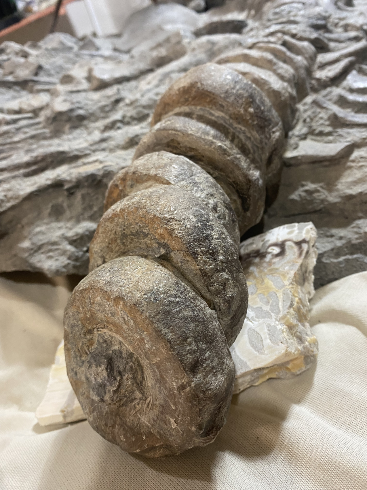 Аммониты Юрского и Мелового периодов (22/47)